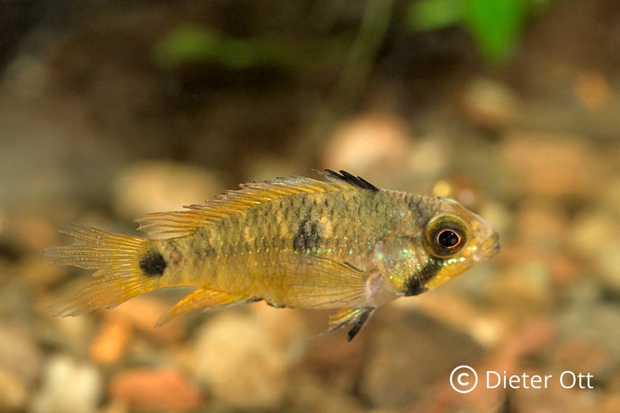In zu engen Becken geraten Apistogramma steindachneri heftig aneinander.