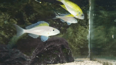 Xenotilapia spilopterus Lyamembe