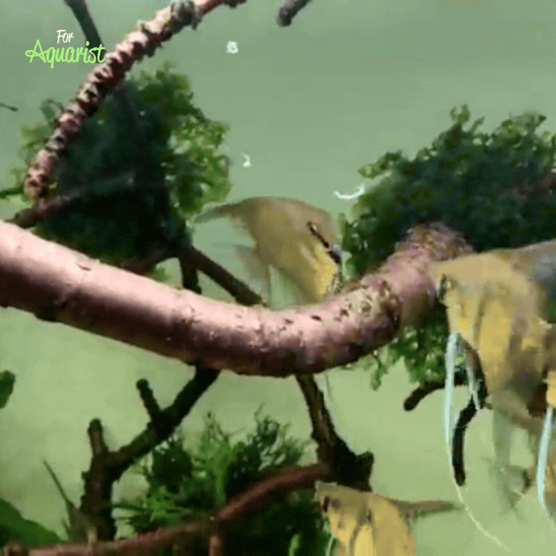 Rozmowy nad powierzchnią: Roupice biała - Enchytraeus albidus są wszędzie