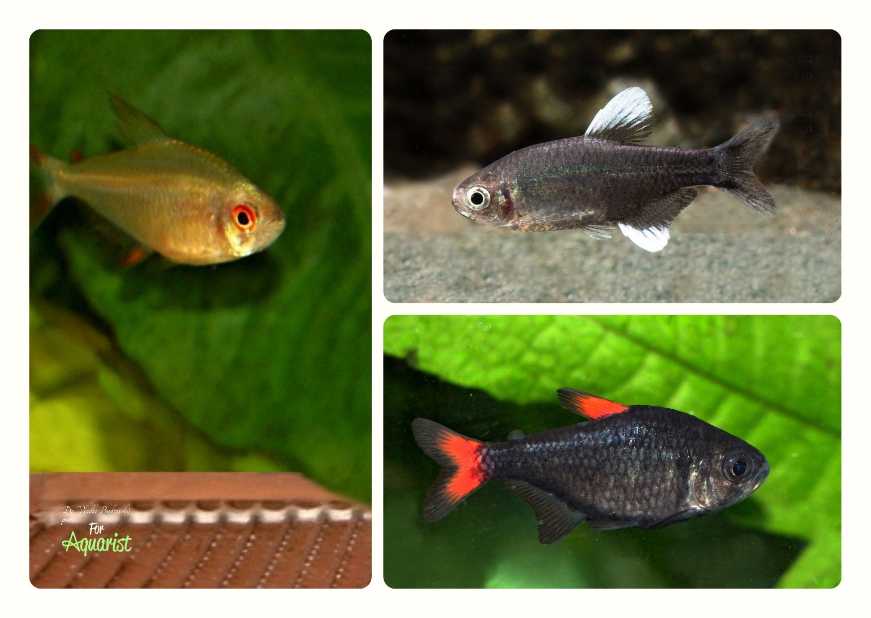 Hyphessobrycon sp. jacareacanga, Hyphessobrycon negodagua, Hyphessobrycon eilyos