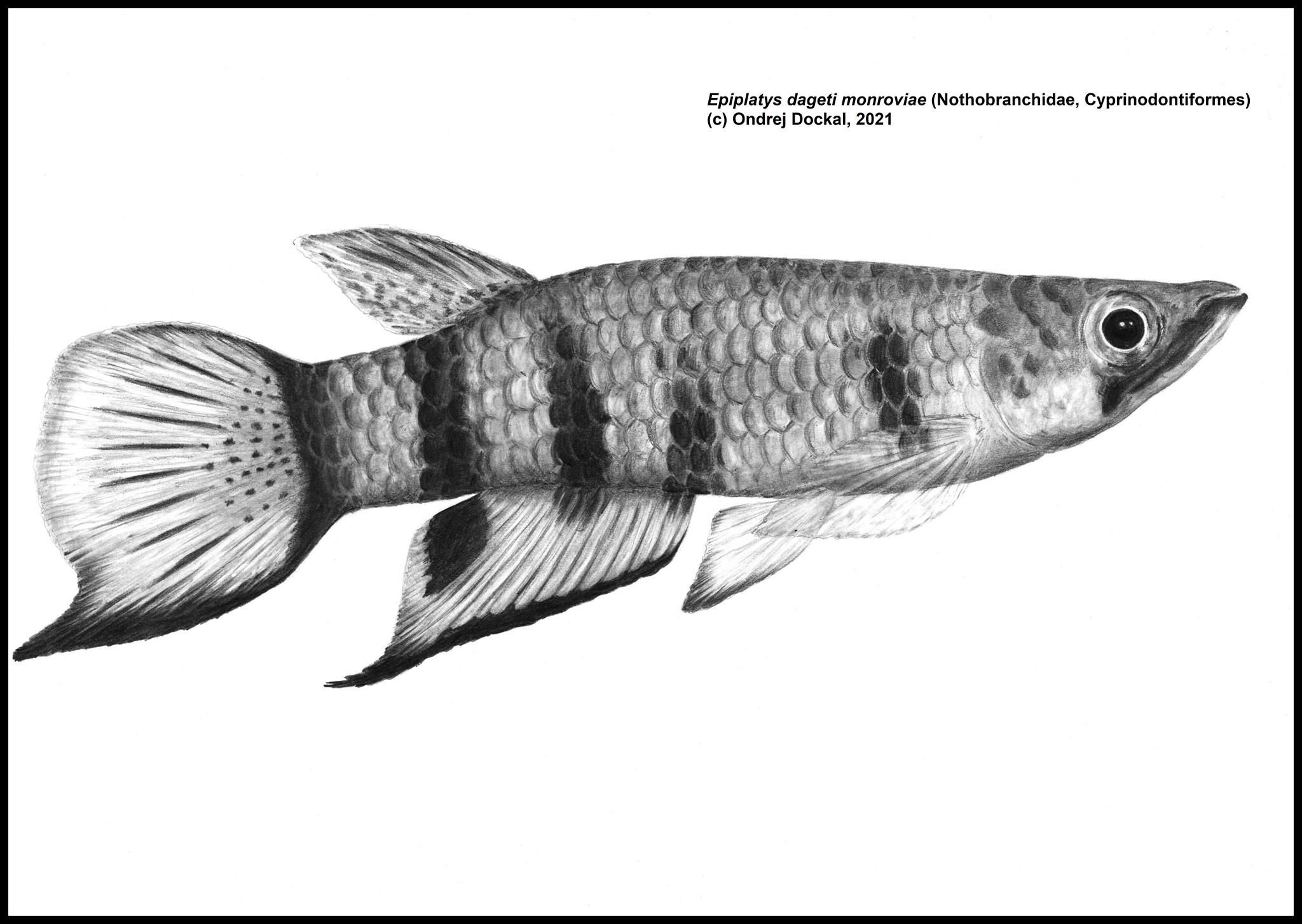Halančíci – krásní, různorodí, jsou vhodní právě pro vás?