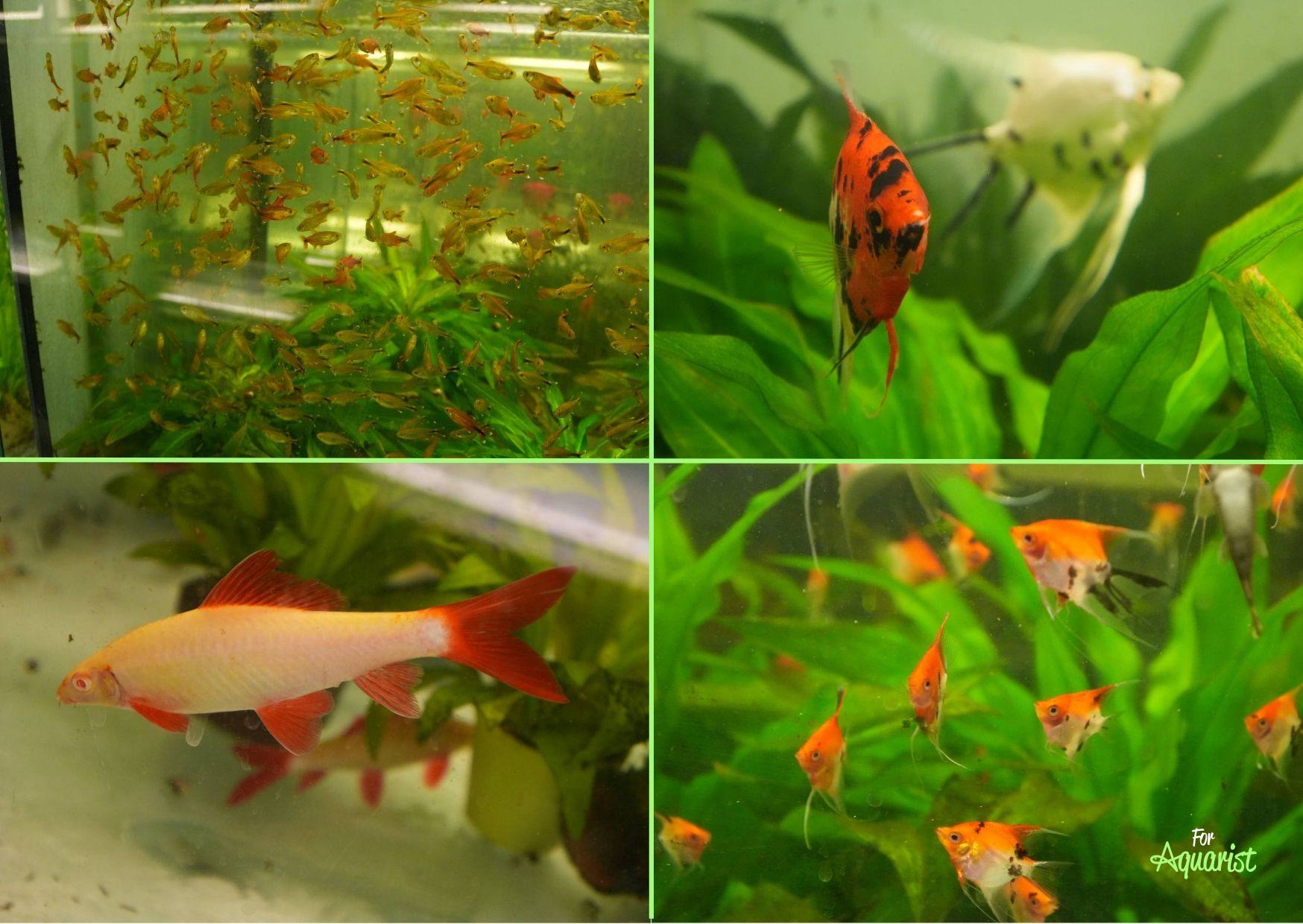 Odchovy Zdeňka Dočekala