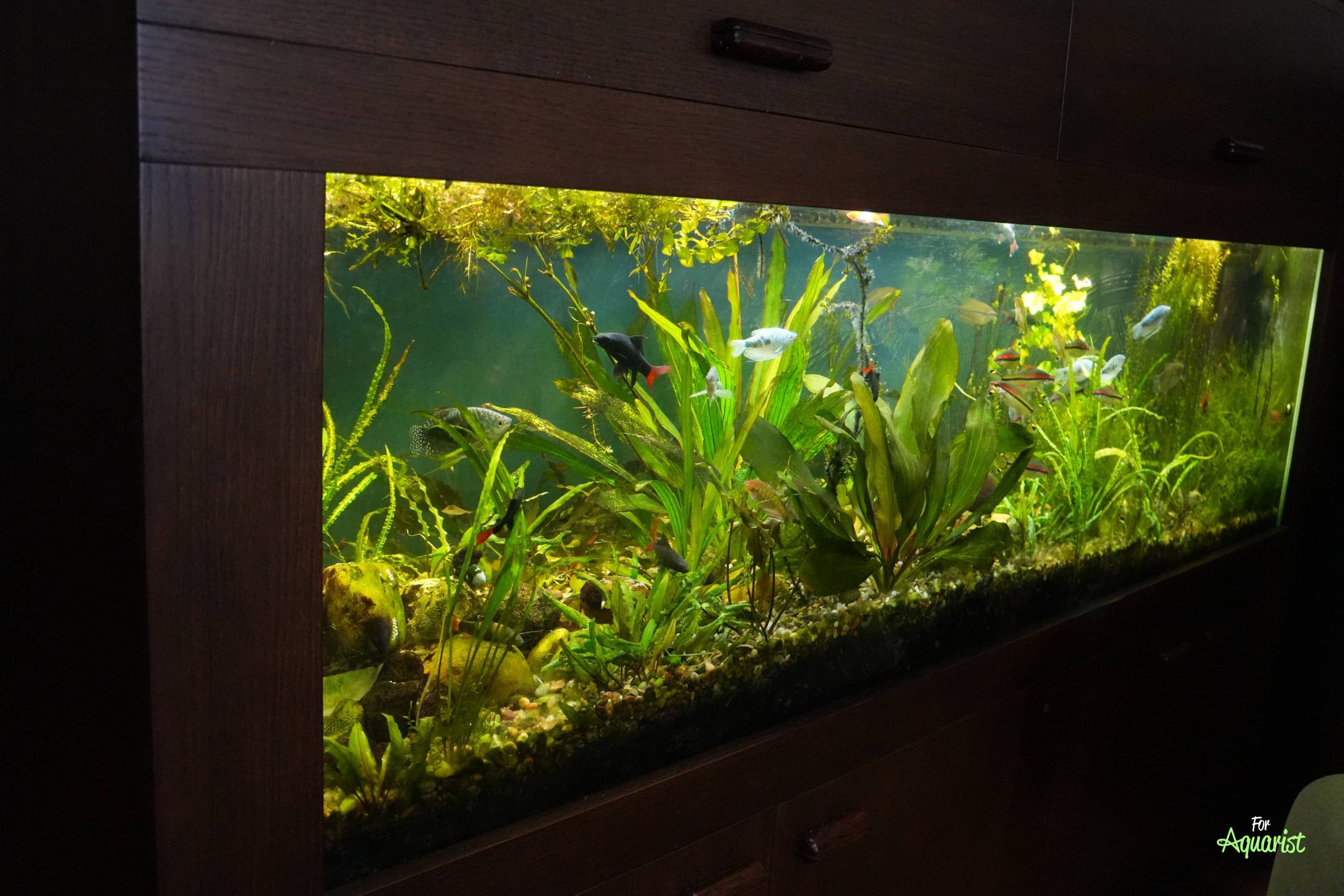 Akvárium u Jardy Dvořáka