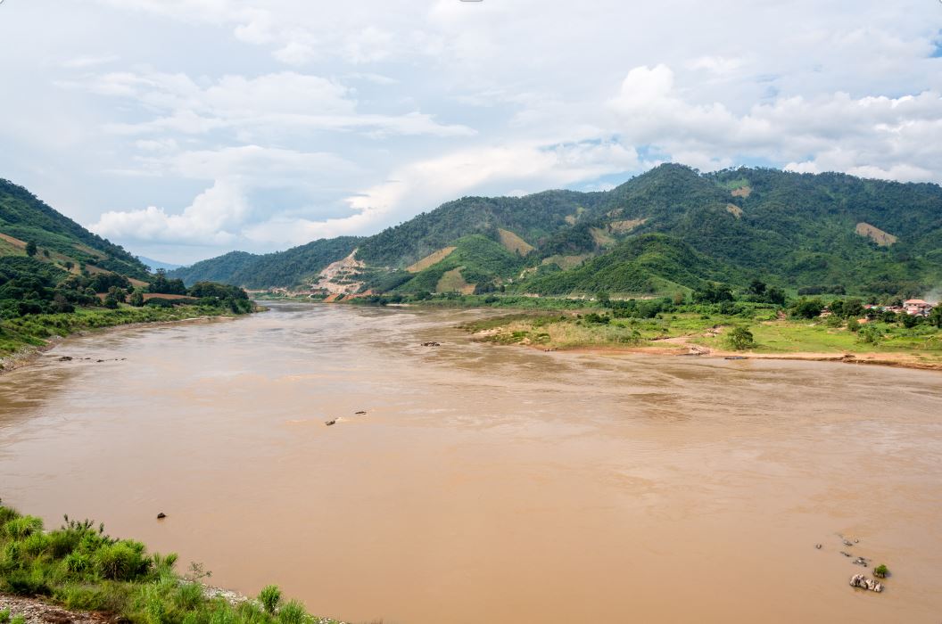 Glonojad syjamski - Crossocheilus siamensis