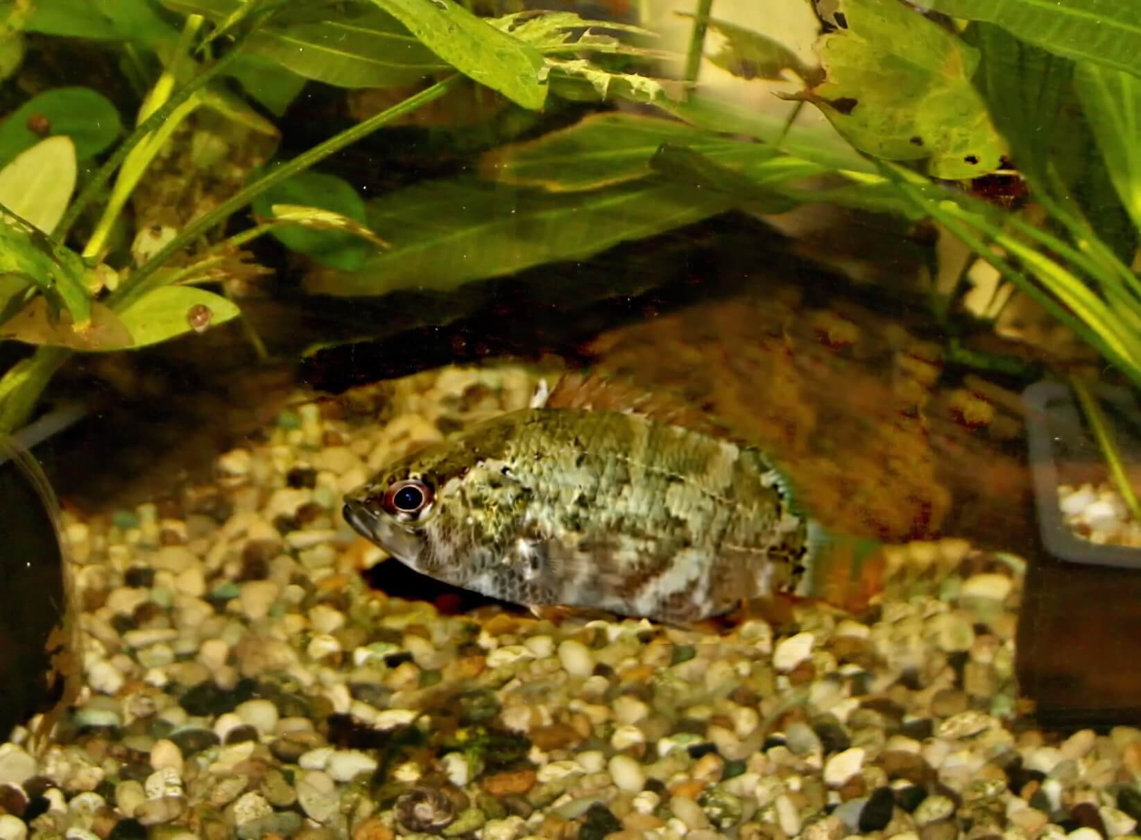 Nandus nebulosus