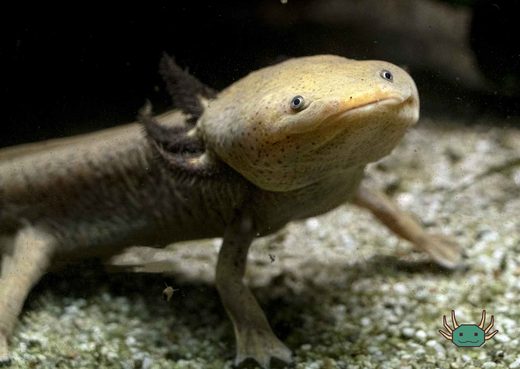 How to keep axolotls - environment, food and requirements