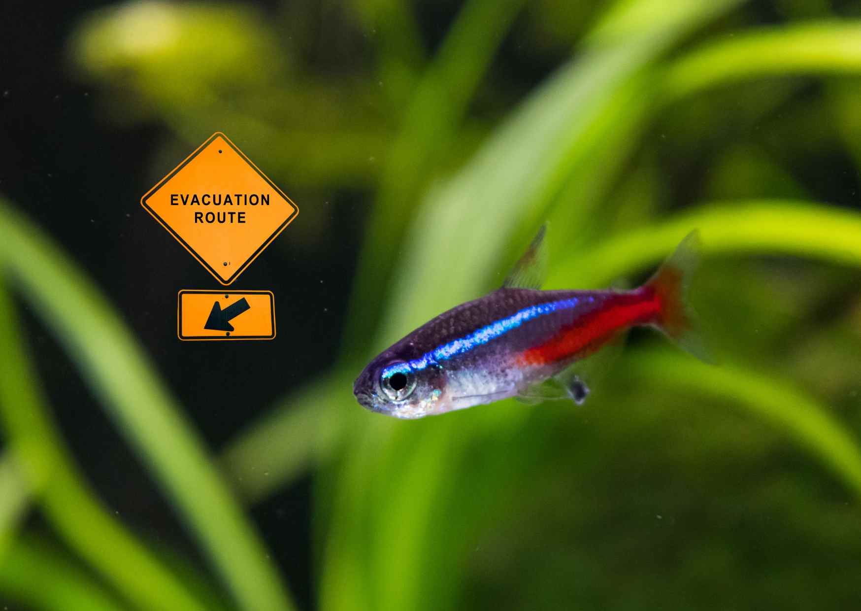 Neony są zdolne do sprawnej ewakuacji z sytuacji zagrożenia