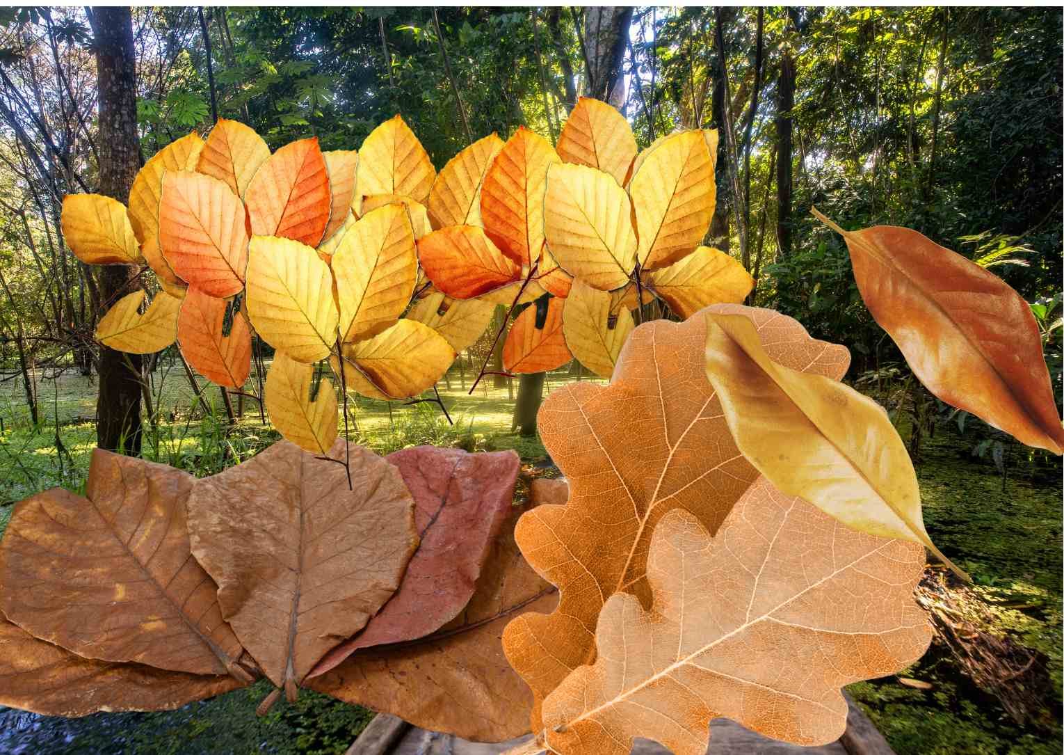 Použitie listov zo stromov pre prirodzené a zdravé akvárium - Detaily, účinok, použitie v akváriu