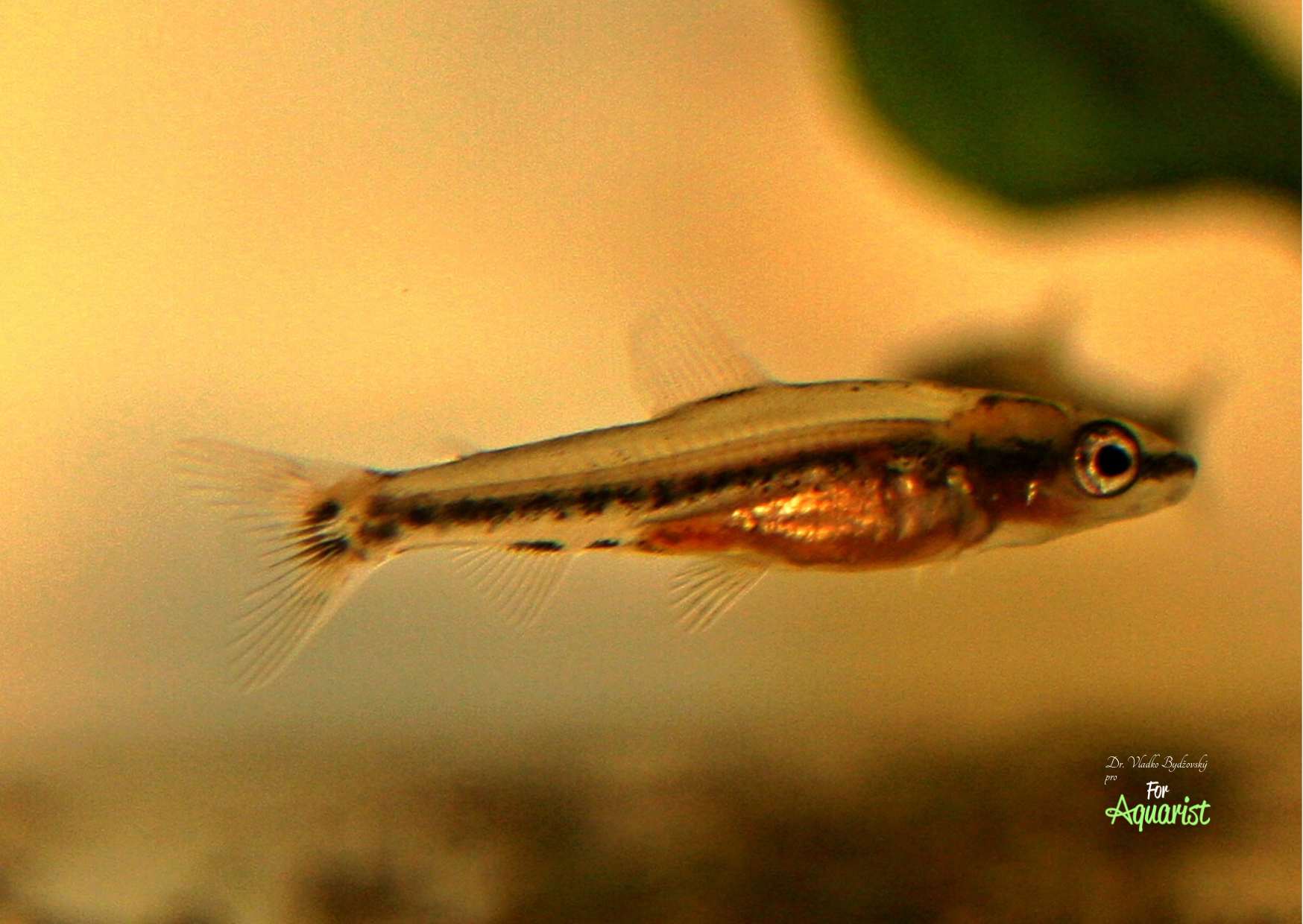 Osobnik 6-tygodniowy.