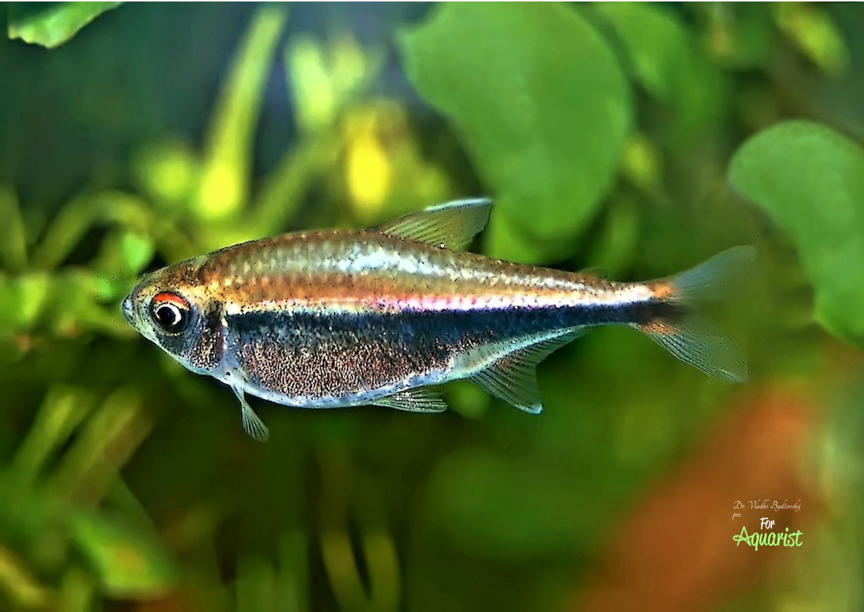 2. Hyphessobrycon metae samička