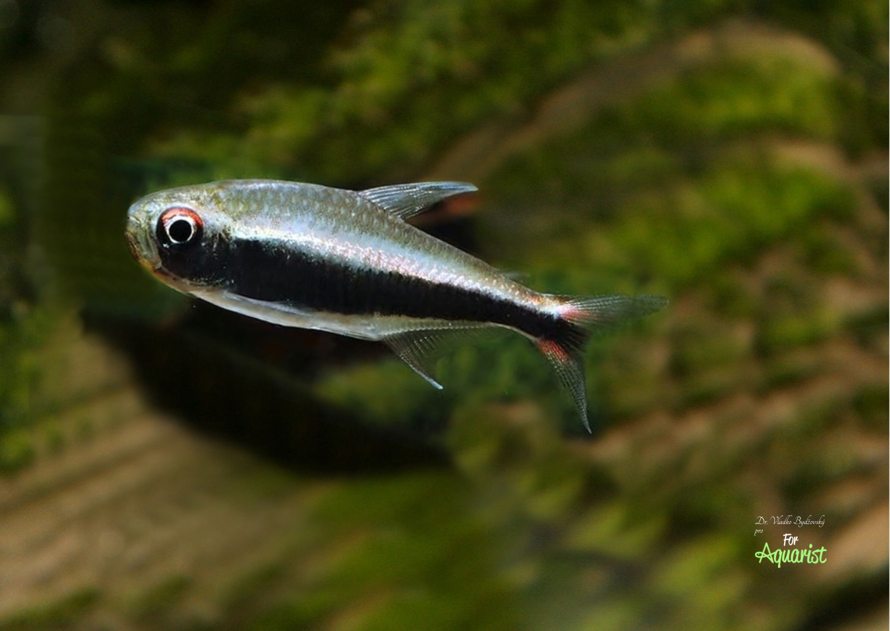 3. Hyphessobrycon peruvianus sameček