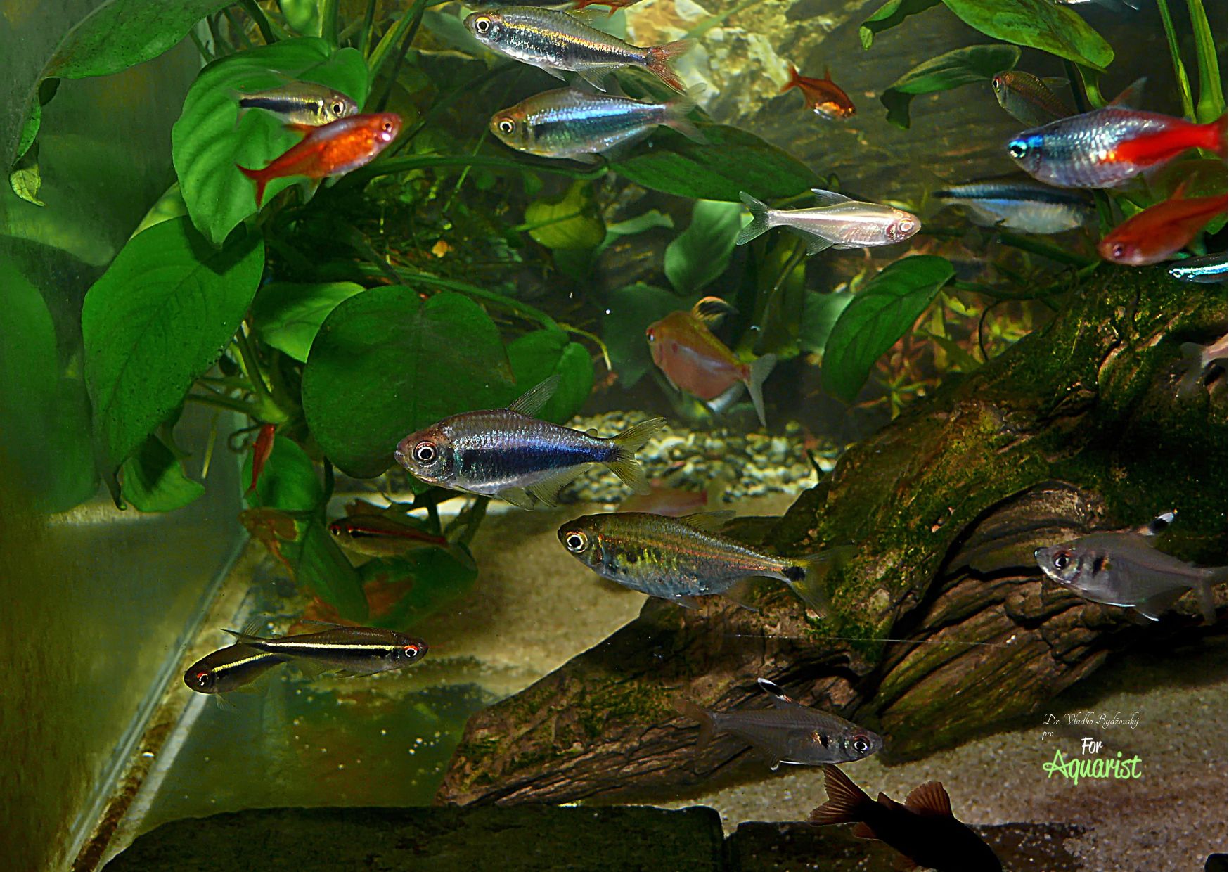 5. Společná nádrž