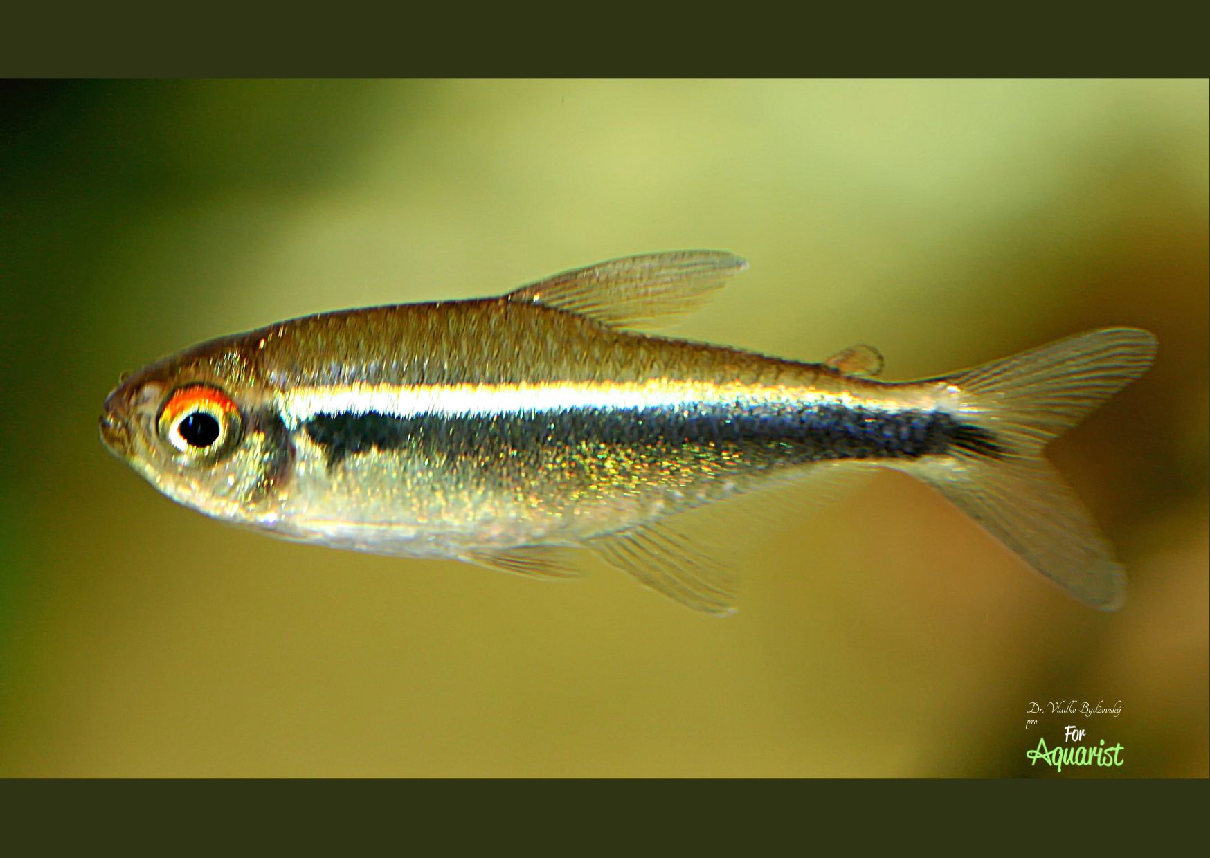 4. Hyphessobrycon herbertaxelrodi