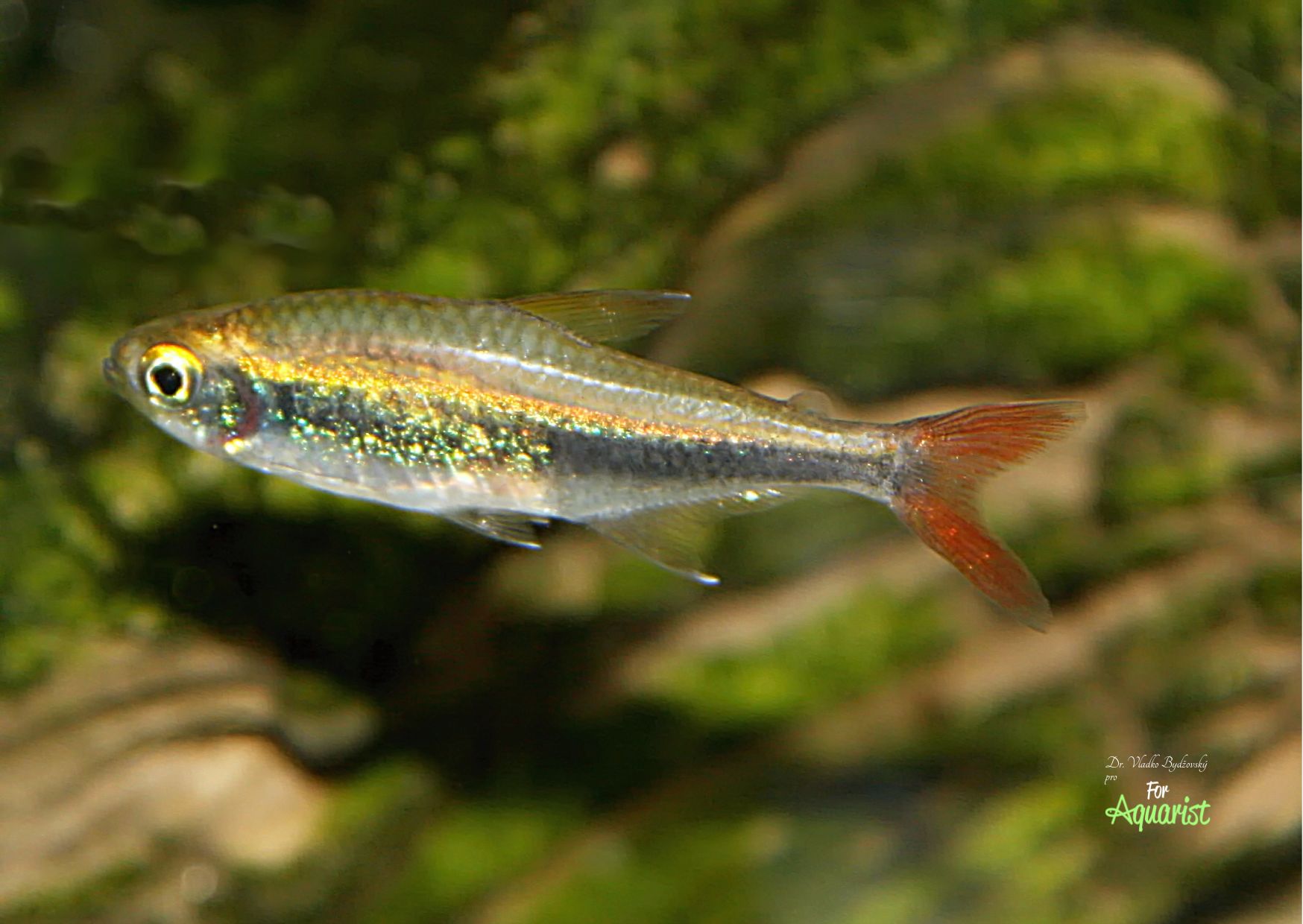 1. Hyphessobrycon loretoensis