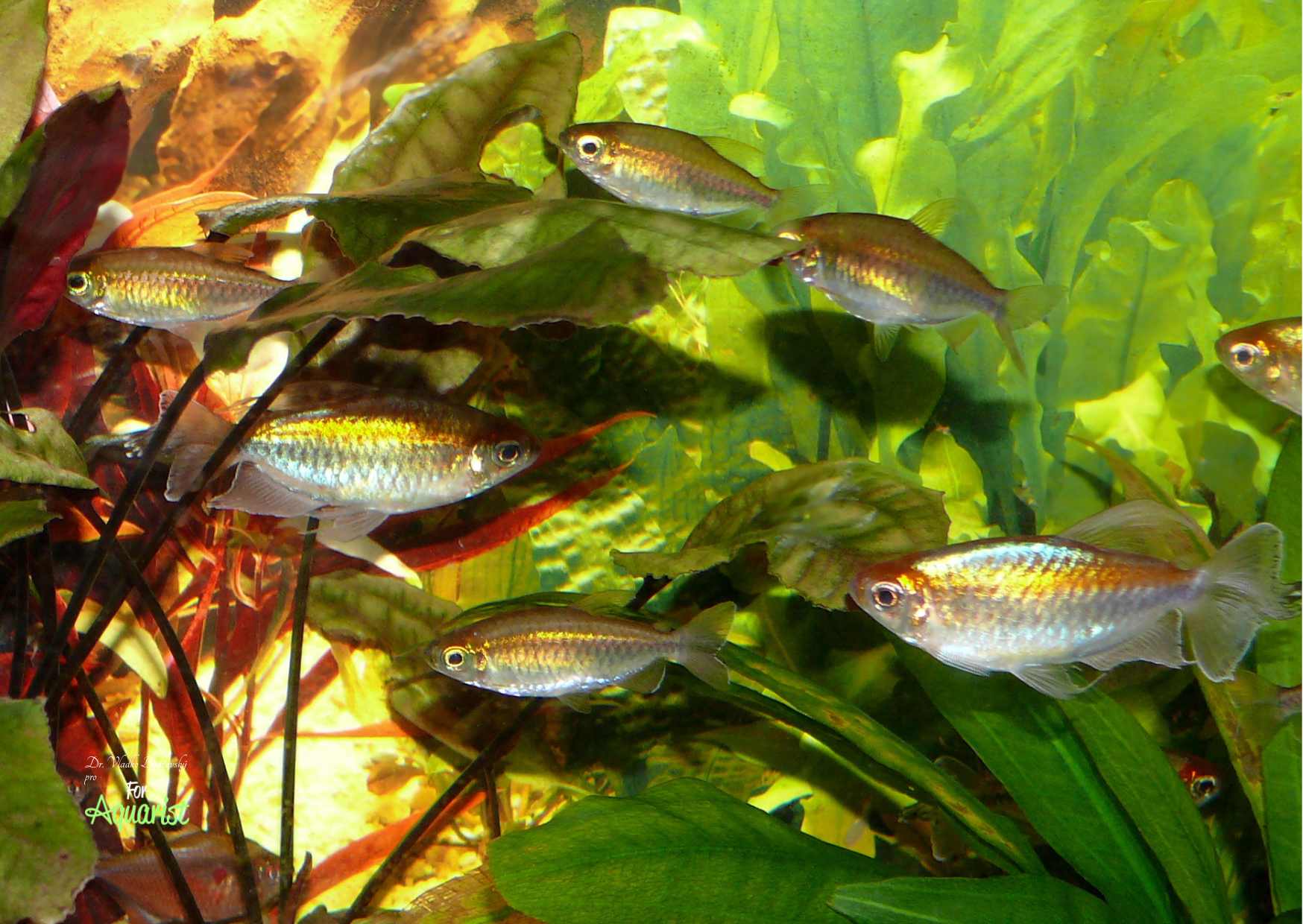 4. Konžské tetry jsou hejnovité ryby, proto je vždy chováme v množství alespoň 6-10 kusů.