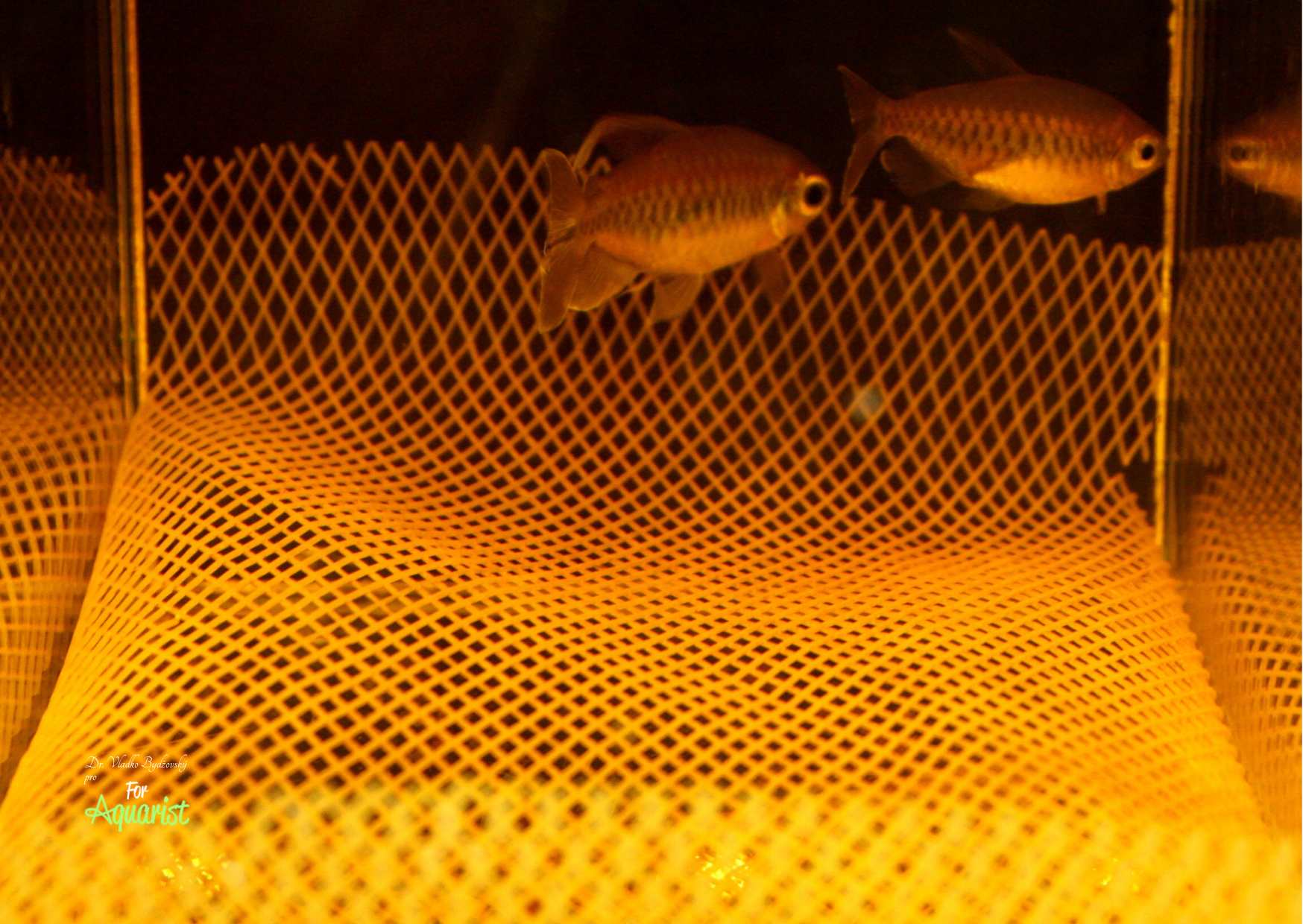 5. Dospělý pár konžských teter v 5litrové vytíračce.