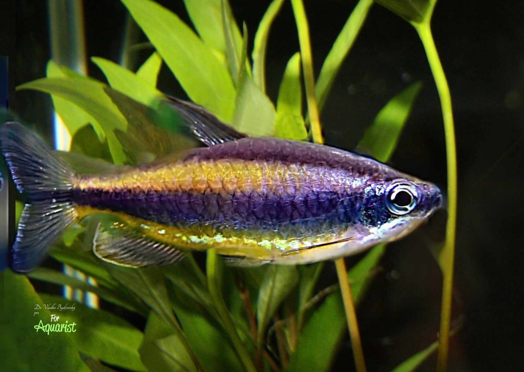 7. Phenacogrammus auranthicus jsou u nás velice vzácné.