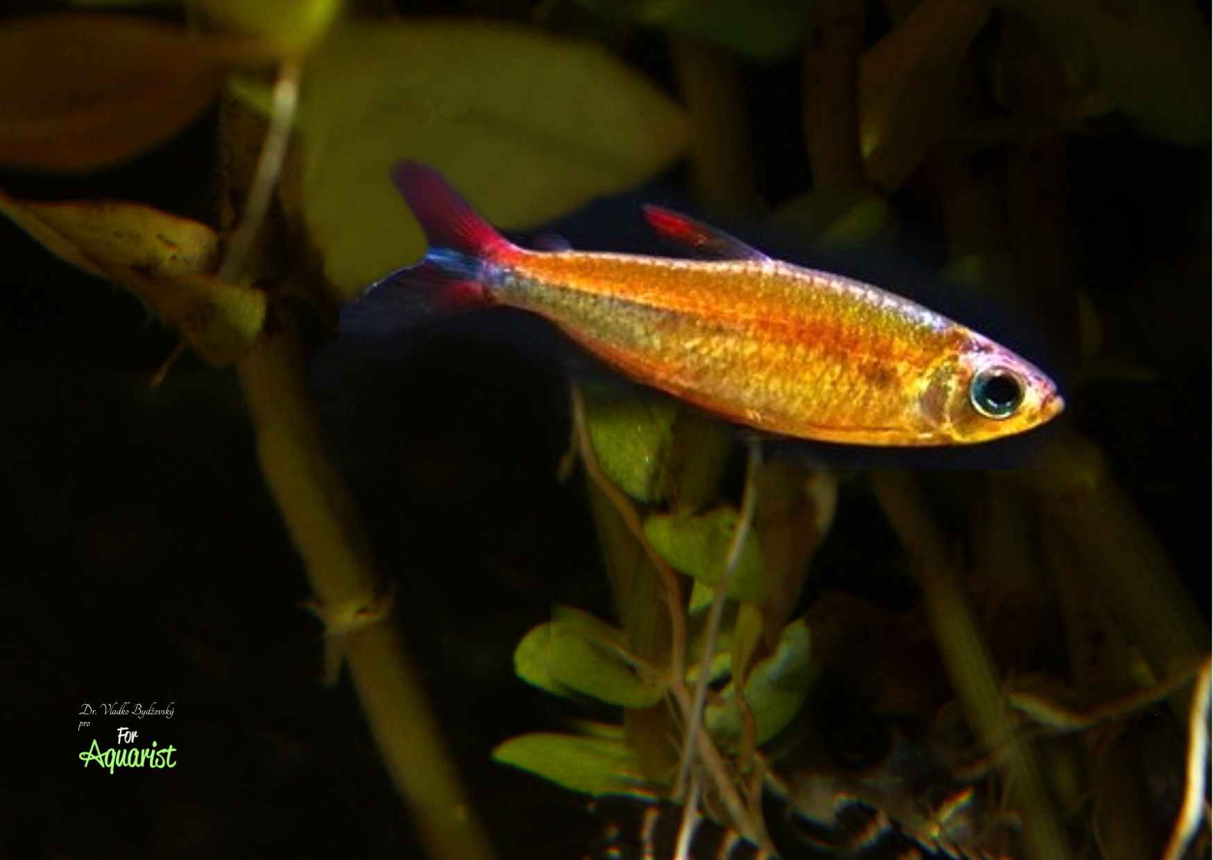 8. Phenacogrammus deheyni jsou v Evropě výjimečné