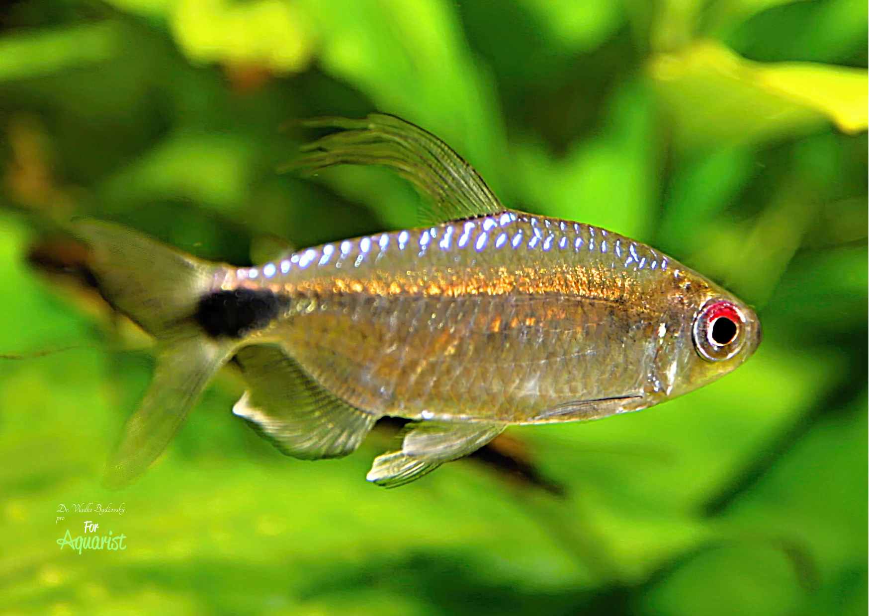 9. Žluté konžské tetry Phenacogrammus caudalis obývají horní a střední vrstvy akvária.