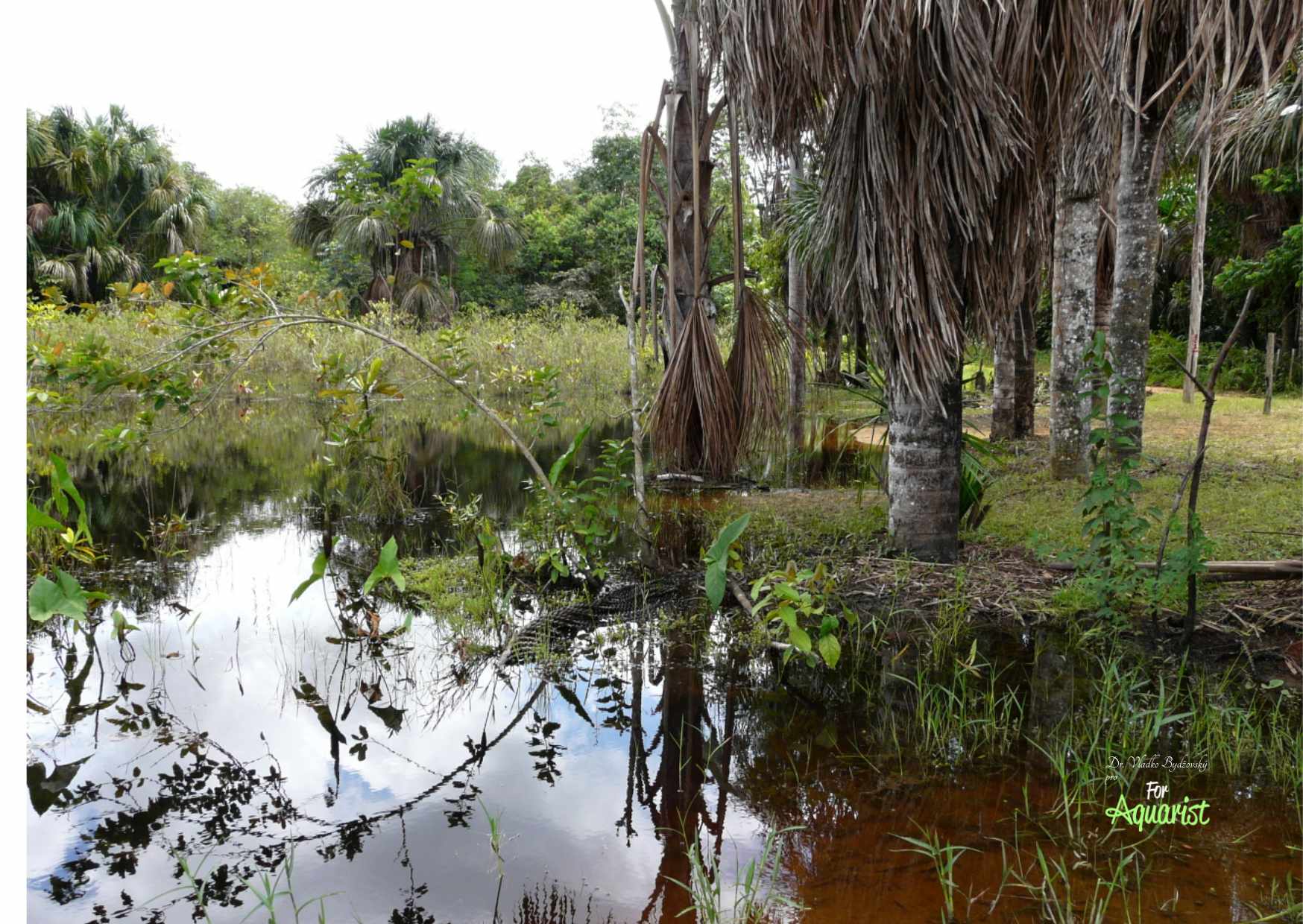 W pozostałych wodach Rio Negro znajduje schronienie w okresie suszy wiele gatunków ryb.