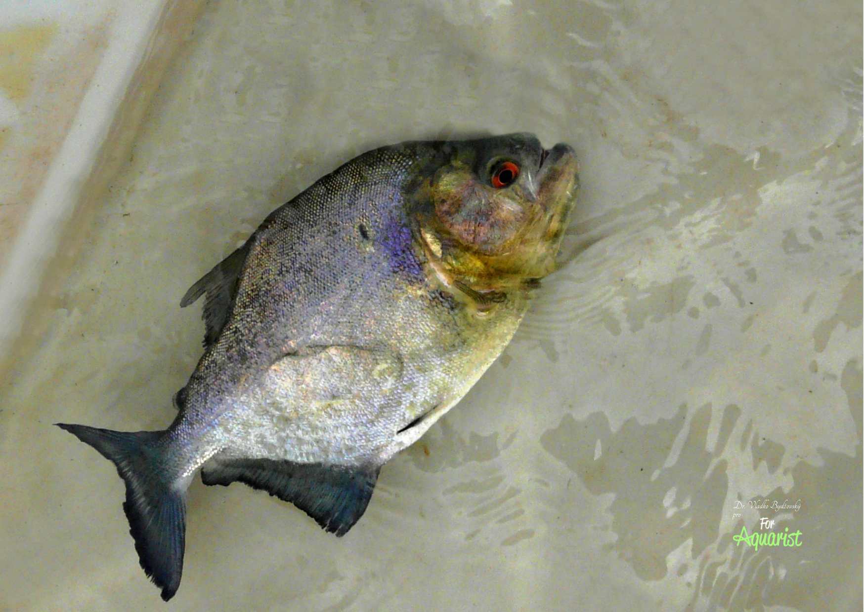 Czarne piranie są w czarnych wodach Rio Negro nad Manaus obficie łowione.