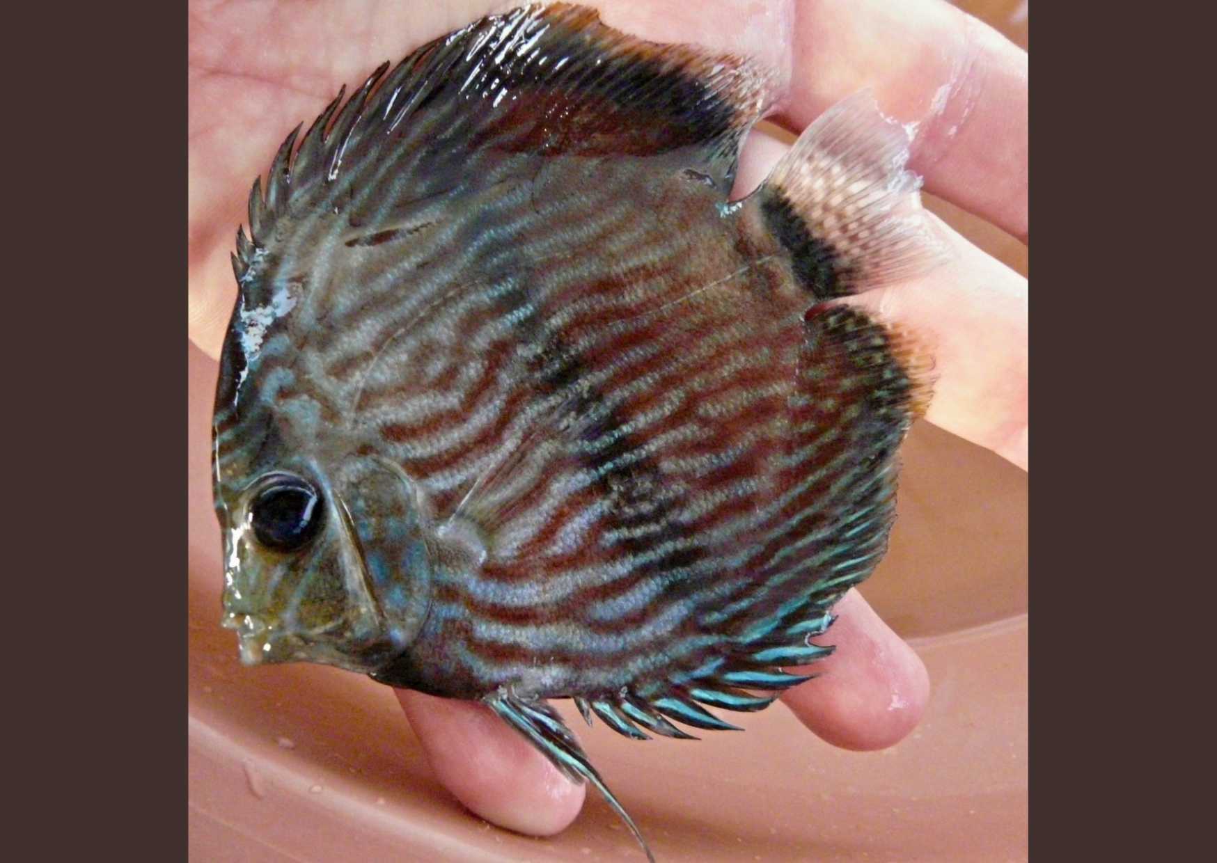 Niedaleko od Manaus łowione są również piękne dyskowce Symphysodon discus.