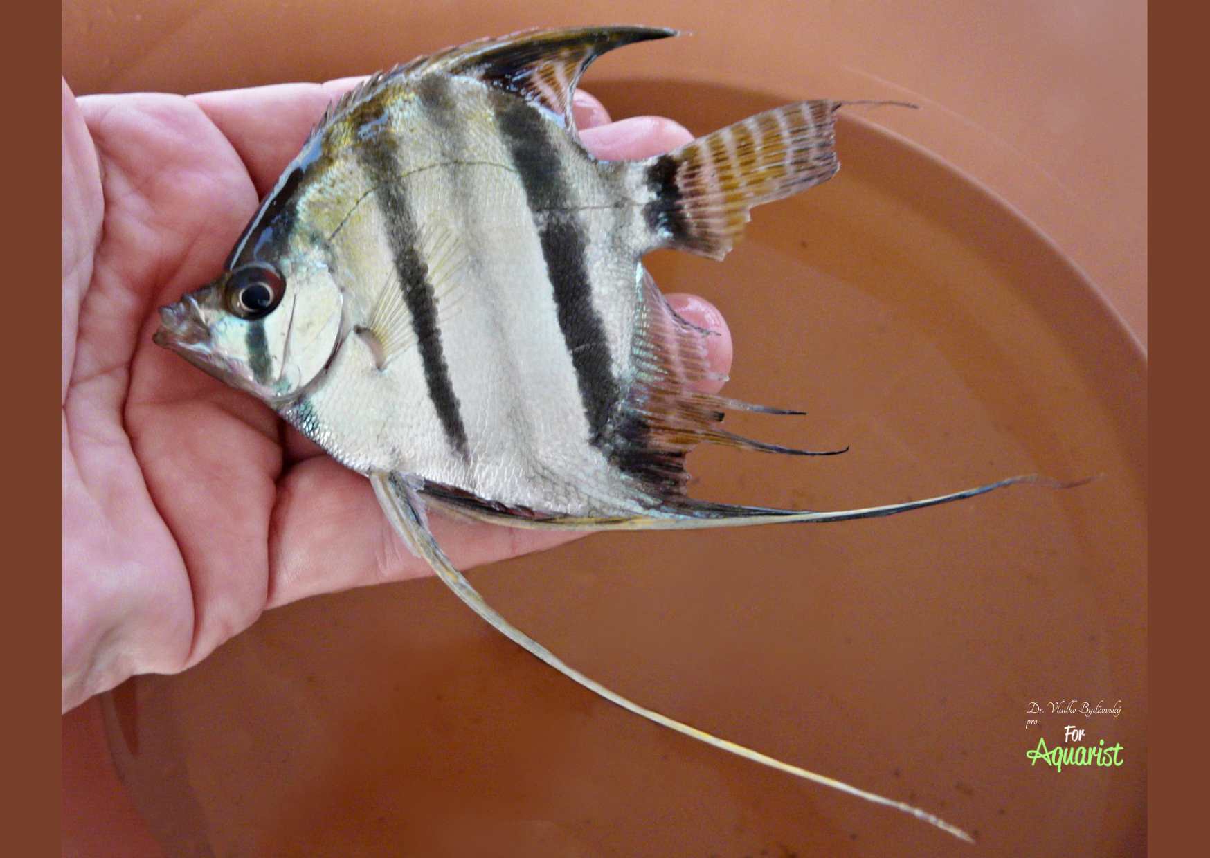 Wokół Manaus jest wiele różnych „czerwono-brzuchatych” wariantów skalara Pterophyllum scalare „Santa Isabel”. Są tu także czasami nazywane „Red Altum”. 