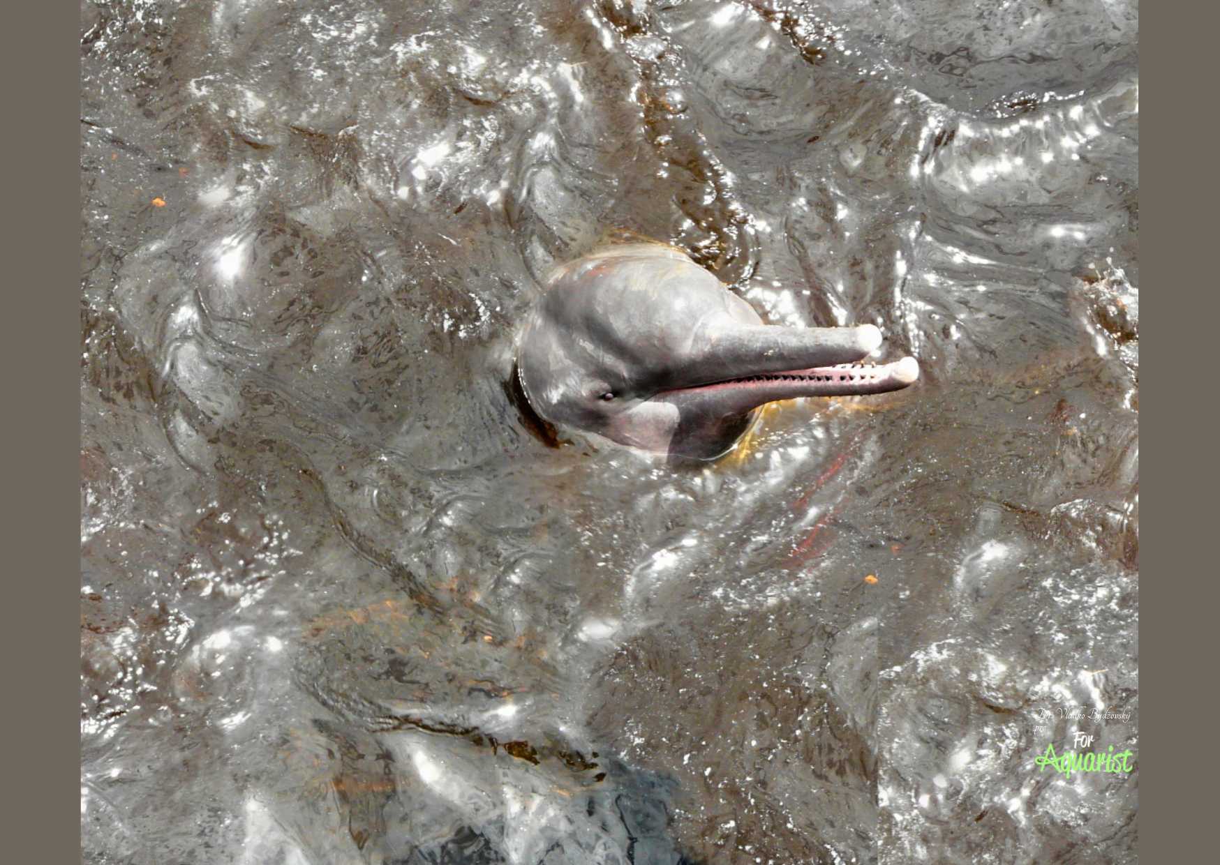 Czasami napotykamy również na „słodkowodne delfiny” czyli inie lub delfinowce amazońskie Inia geoffrensis. Te ssaki dorastają w przypadku samców do 2-3 m, a spotkanie z nimi jest niezwykłym doświadczeniem, które zapamiętacie do końca życia. 