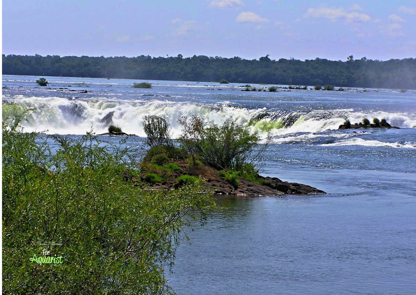 W podobnych lokalizacjach z czystą wodą żyje wiele żółwi. Prototypem jest Rio Xingú. 