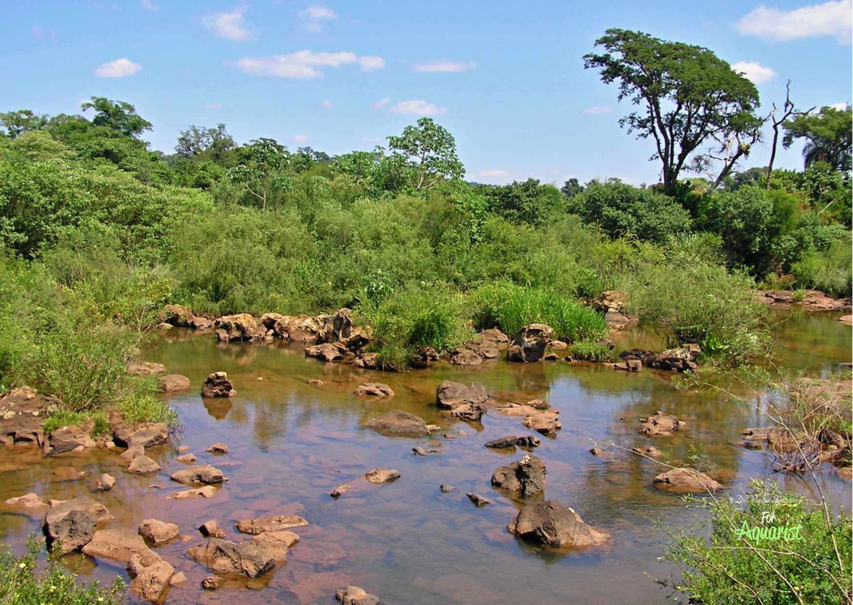 W tych dopływach z czystą wodą łowiliśmy głównie tetry i cichlidy.
