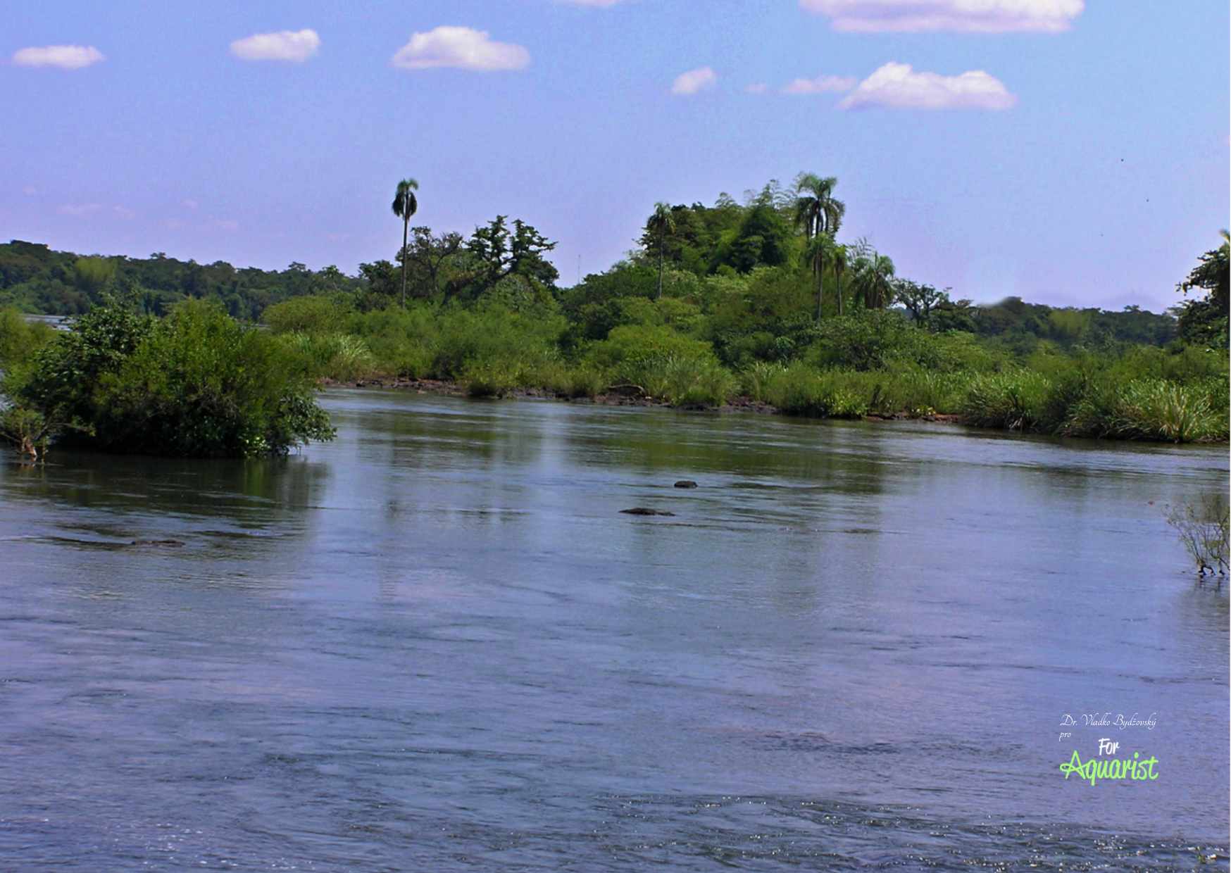 Wielkie ilości ryb łowimy pod gałęziami brzegowej roślinności. 