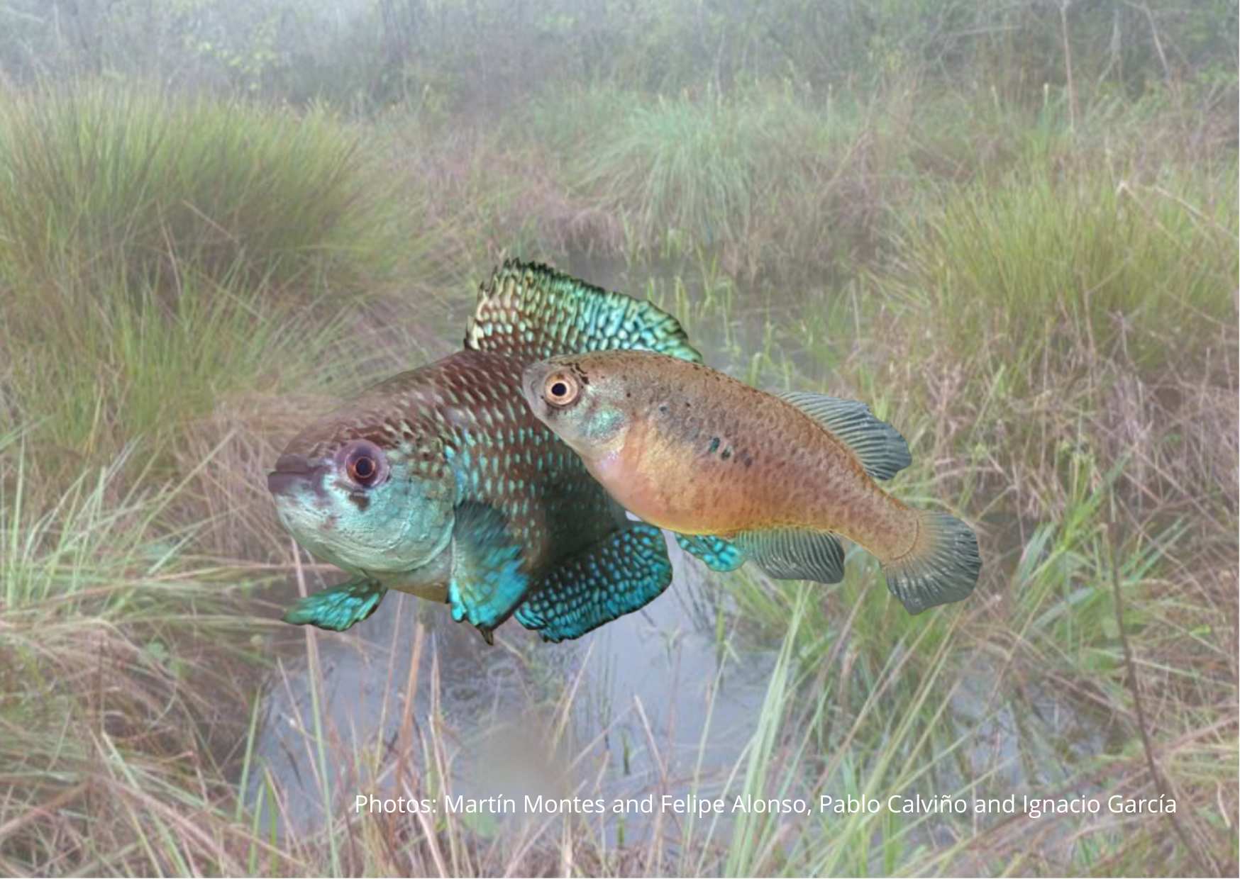 Objev roku 2023 v Argentině: Nový druh halančíka Argolebias guarani