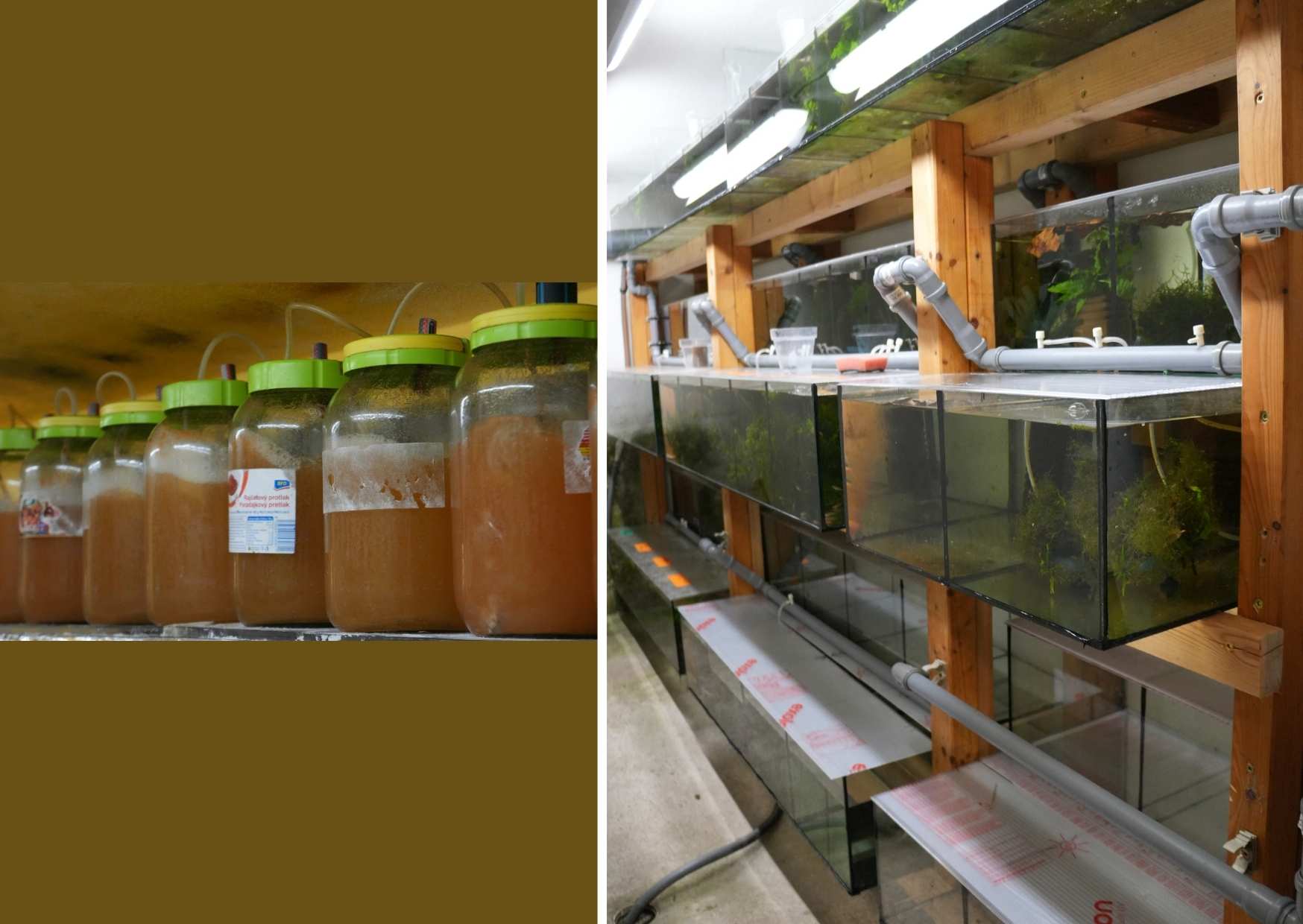 Chov Artemií a malá místnost věnovaná halančíkům