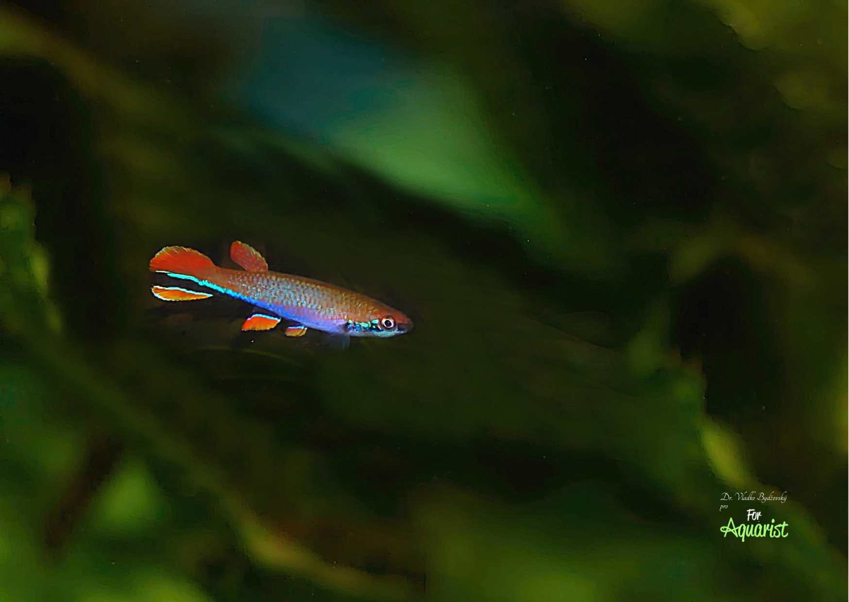 Laimosemion xiphidius patrí k neprehliadnuteľným dominantám akvária, ktoré obýva.