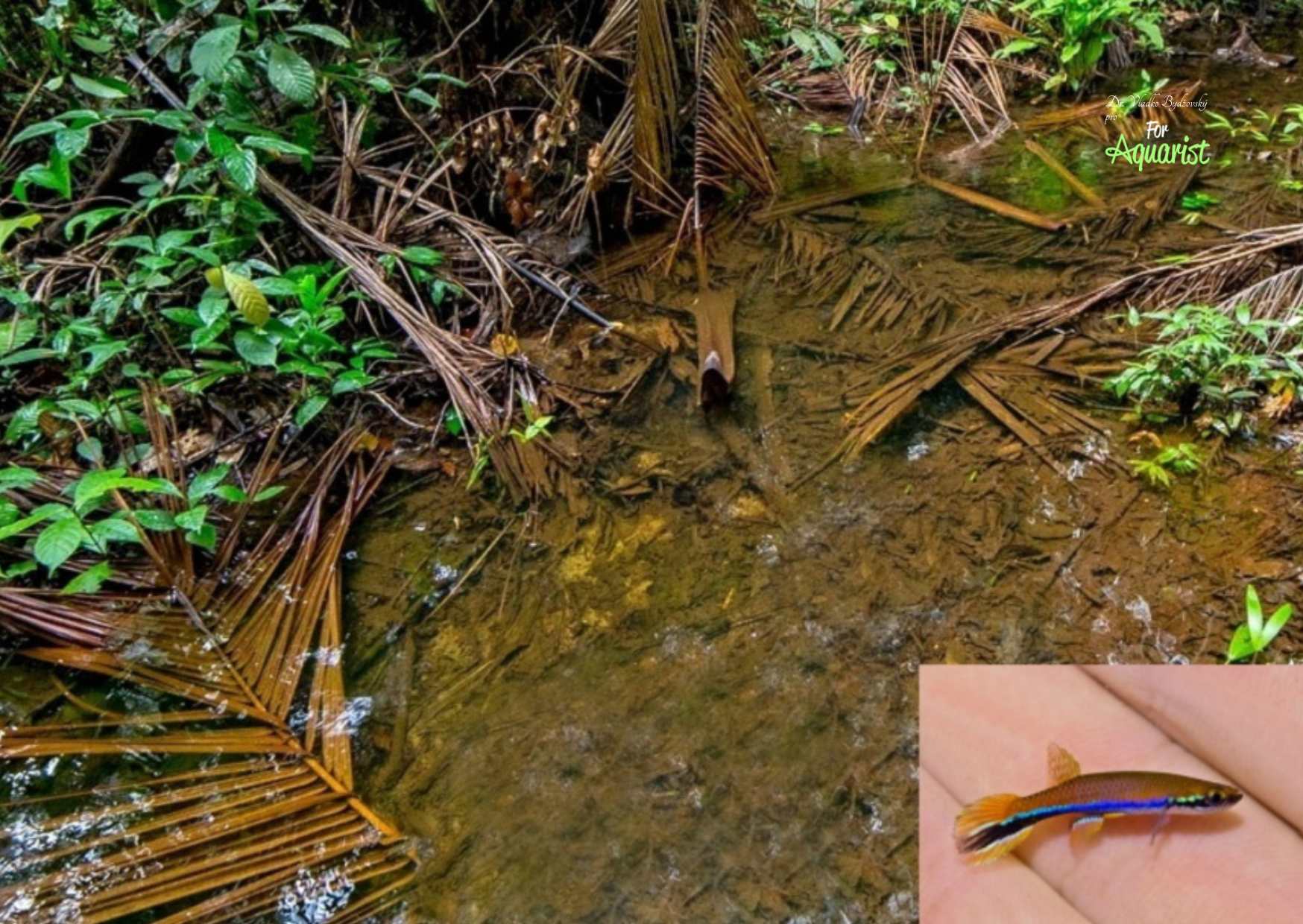 Samečci barevné varianty „cacao“ mívají různé zbarvení. Některým chybí zřetelný podélný tmavý pruh. 
