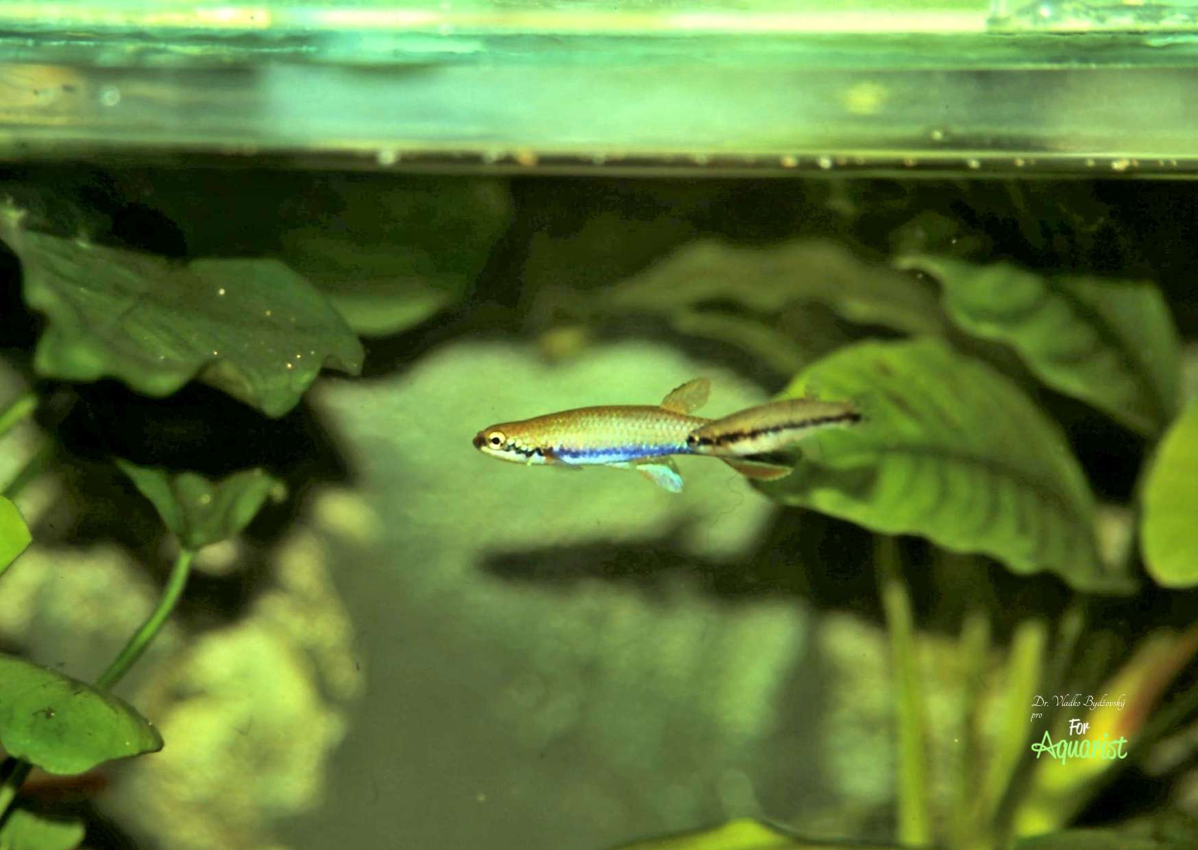 Kaprozúbky mečovité sú jedny z mála druhov halančíkov, ktoré možno chovať aj v prítomnosti tetier a ďalších drobnejších rybiek.