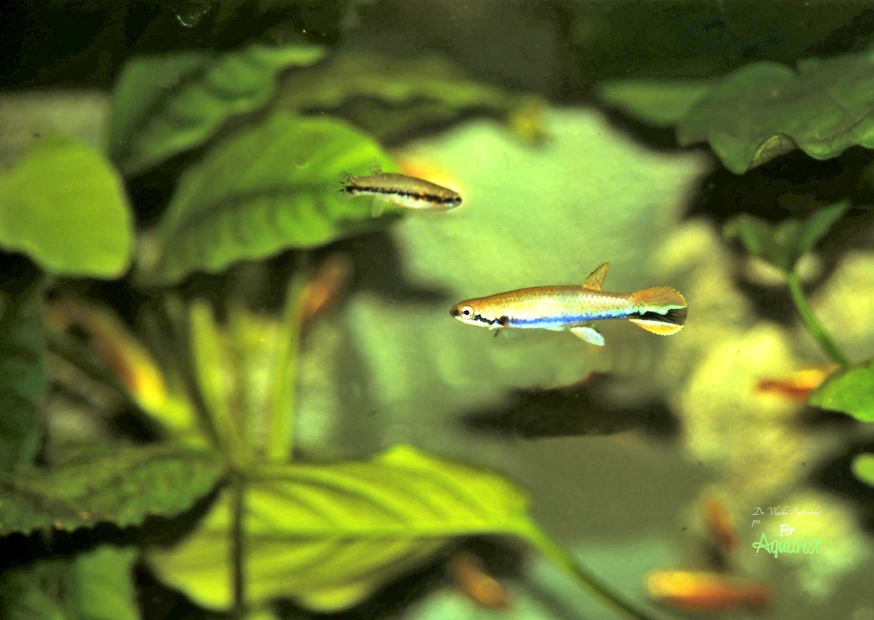 Ako hovorí H. Romer, kaprozúbky sa chytajú vo väčšine vôd Francúzskej Guyany. Nachádzali ich aj vo vysychajúcich väčších tokoch, kam sa vydali na lov panciernikov a prísavníkov. Halančíci sa ľahko chytali aj bežnou sieťkou na chytanie akvarijných rybiek pri brehu rieky, často sa rybky snažili zaboriť do kalného dna. Lov je veľmi jednoduchý, každého prekvapí pomerne veľký počet týchto halančíkov v mieste biotopu.