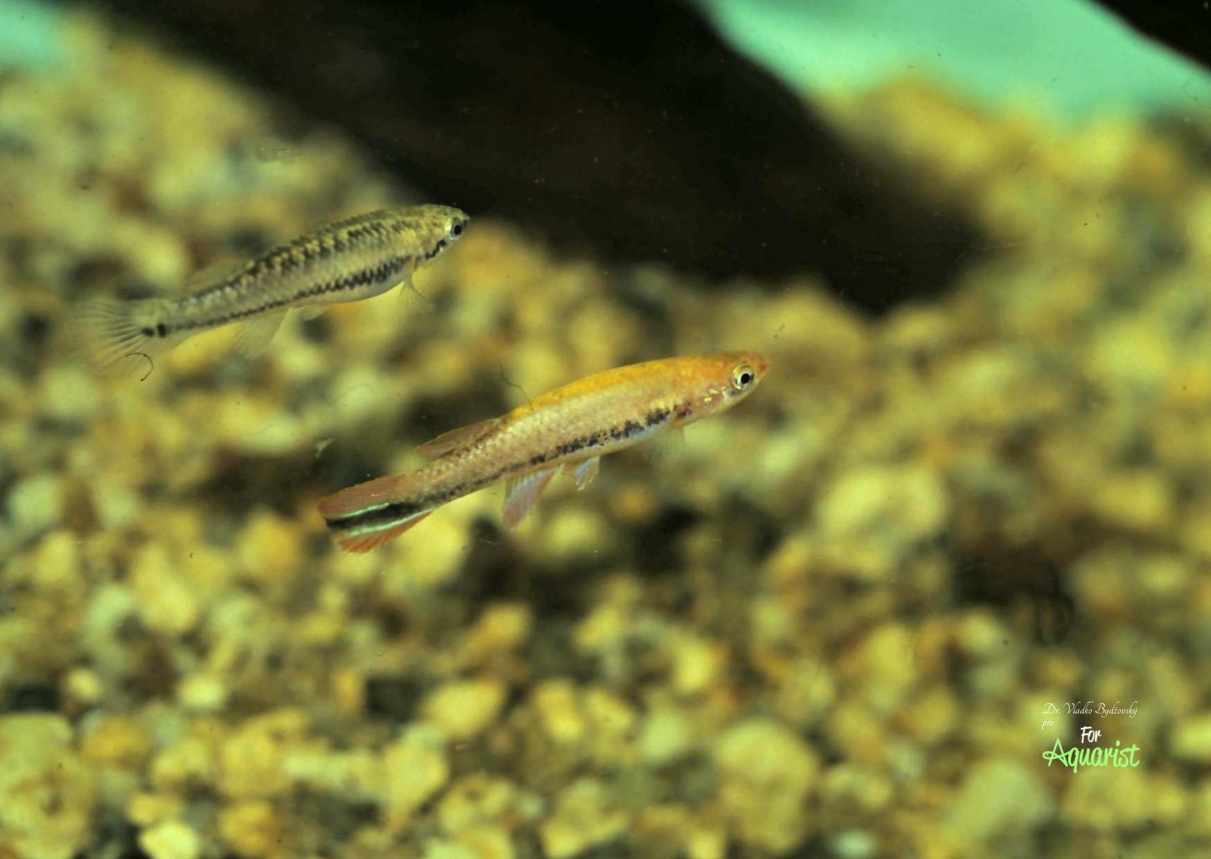 Pár kaprozúbek mečovitých, samička dosahuje väčšinou len asi polovicu dĺžky samčeka.