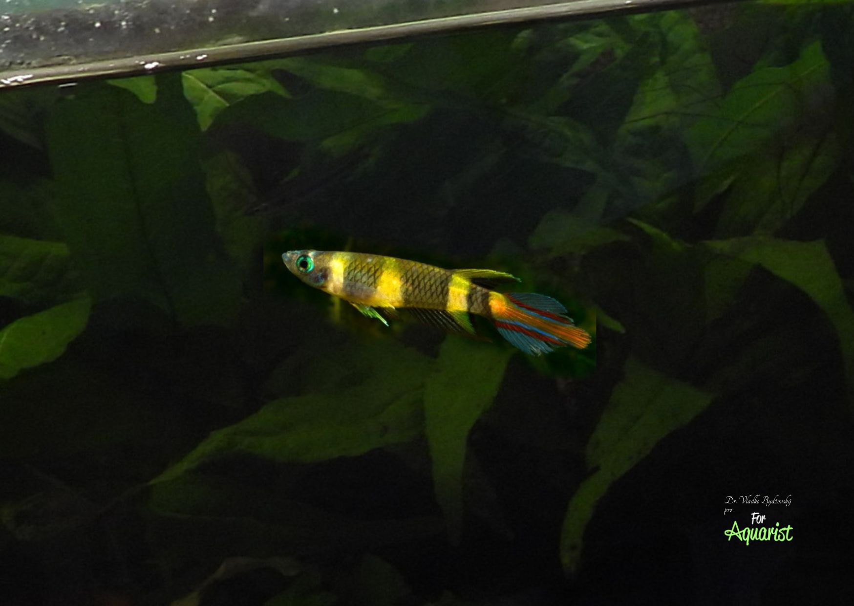 Pseudoepiplatys annulatus