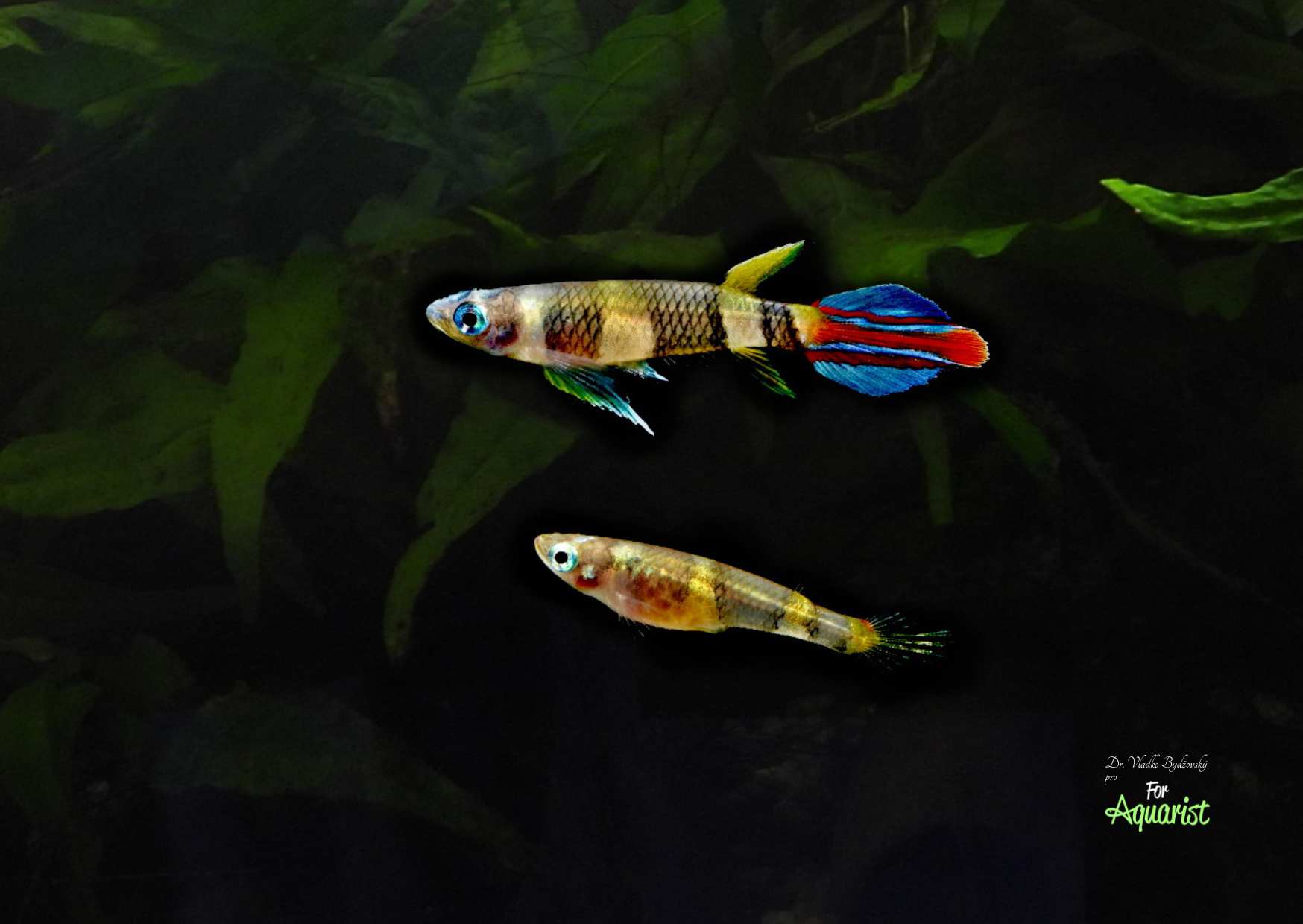 Pseudoepiplatys annulatus