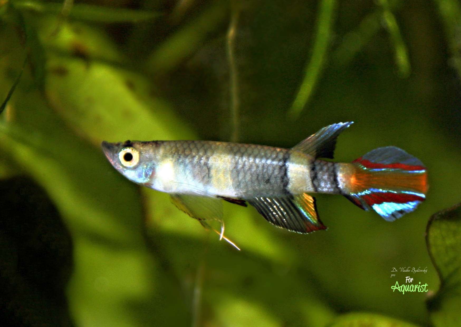 Pseudoepiplatys annulatus