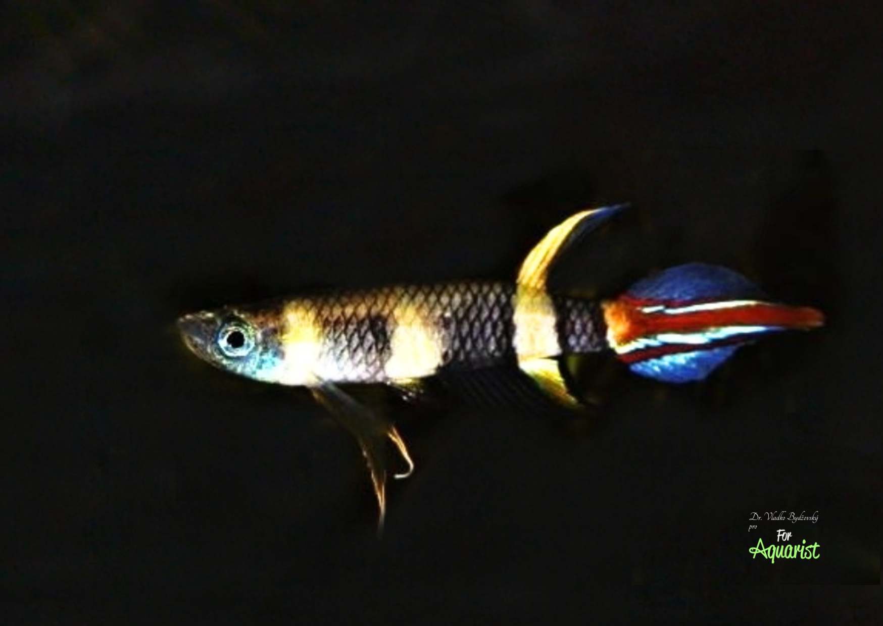 Pseudoepiplatys annulatus
