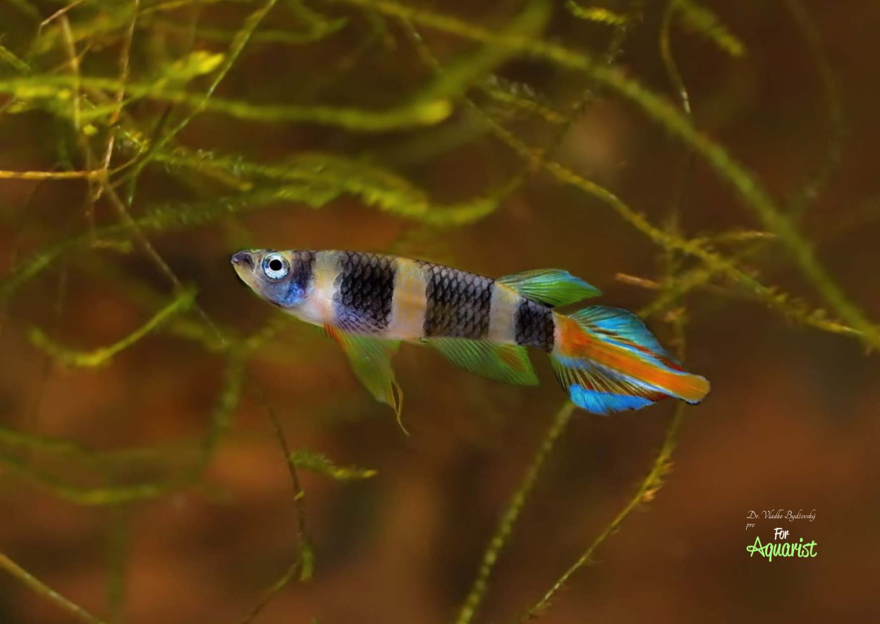 Pseudoepiplatys annulatus