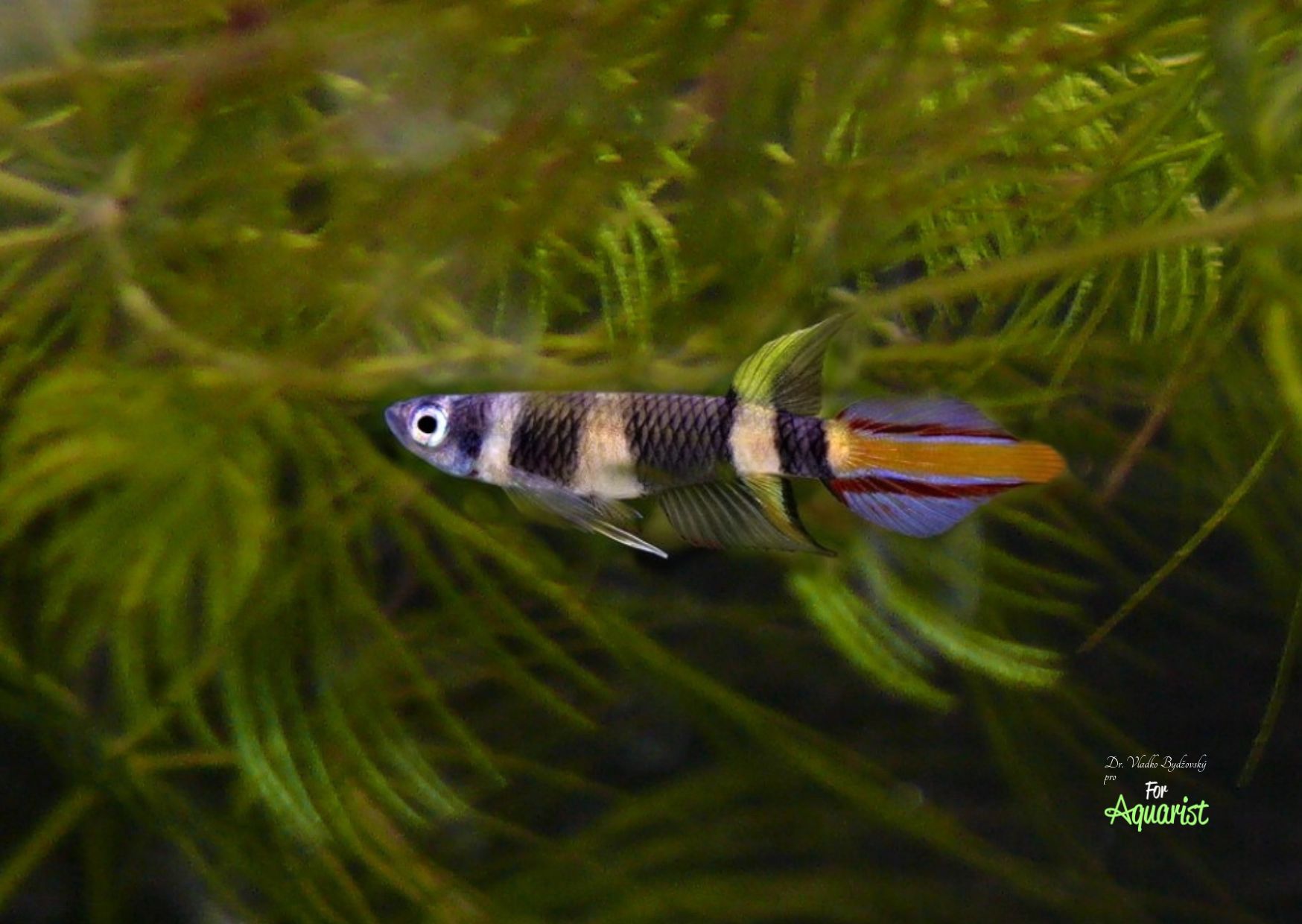 Pseudoepiplatys annulatus