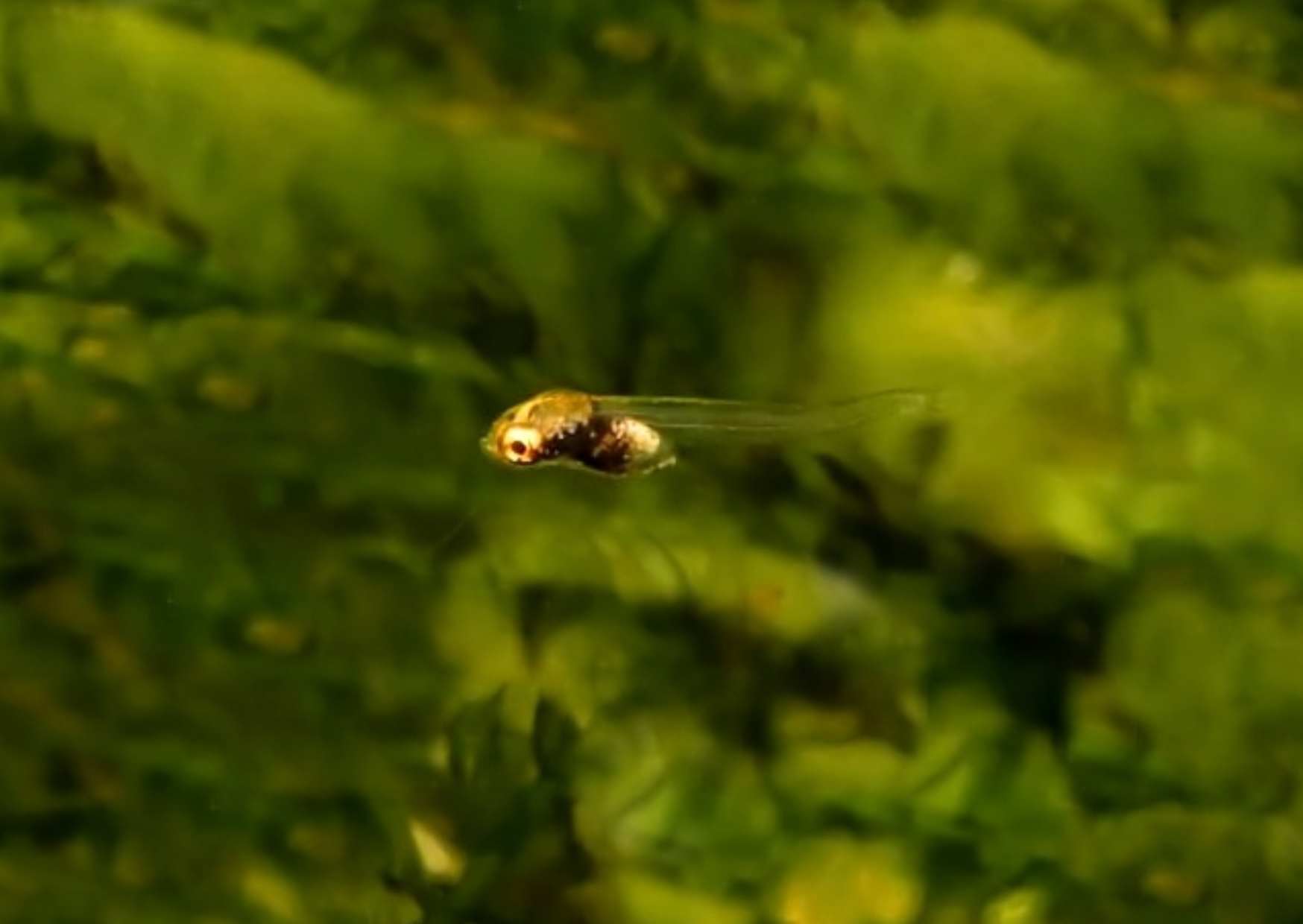 Pseudoepiplatys annulatus - 7 dní starý samec.