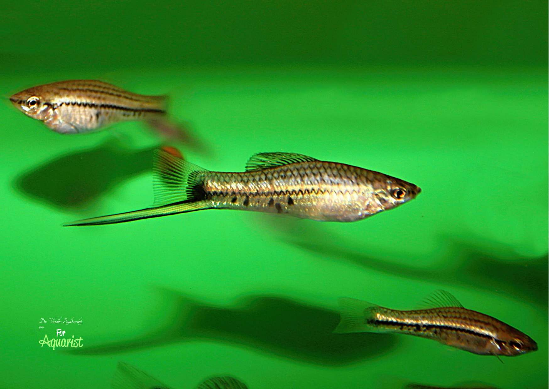 There are two types of Montezuma swordtail males. Firstly, the larger ones, whose "sword" starts to grow later, and secondly, those males whose "sword" is already present from a smaller size. These are usually somewhat slimmer in body, and their "sword" is the length of their entire body