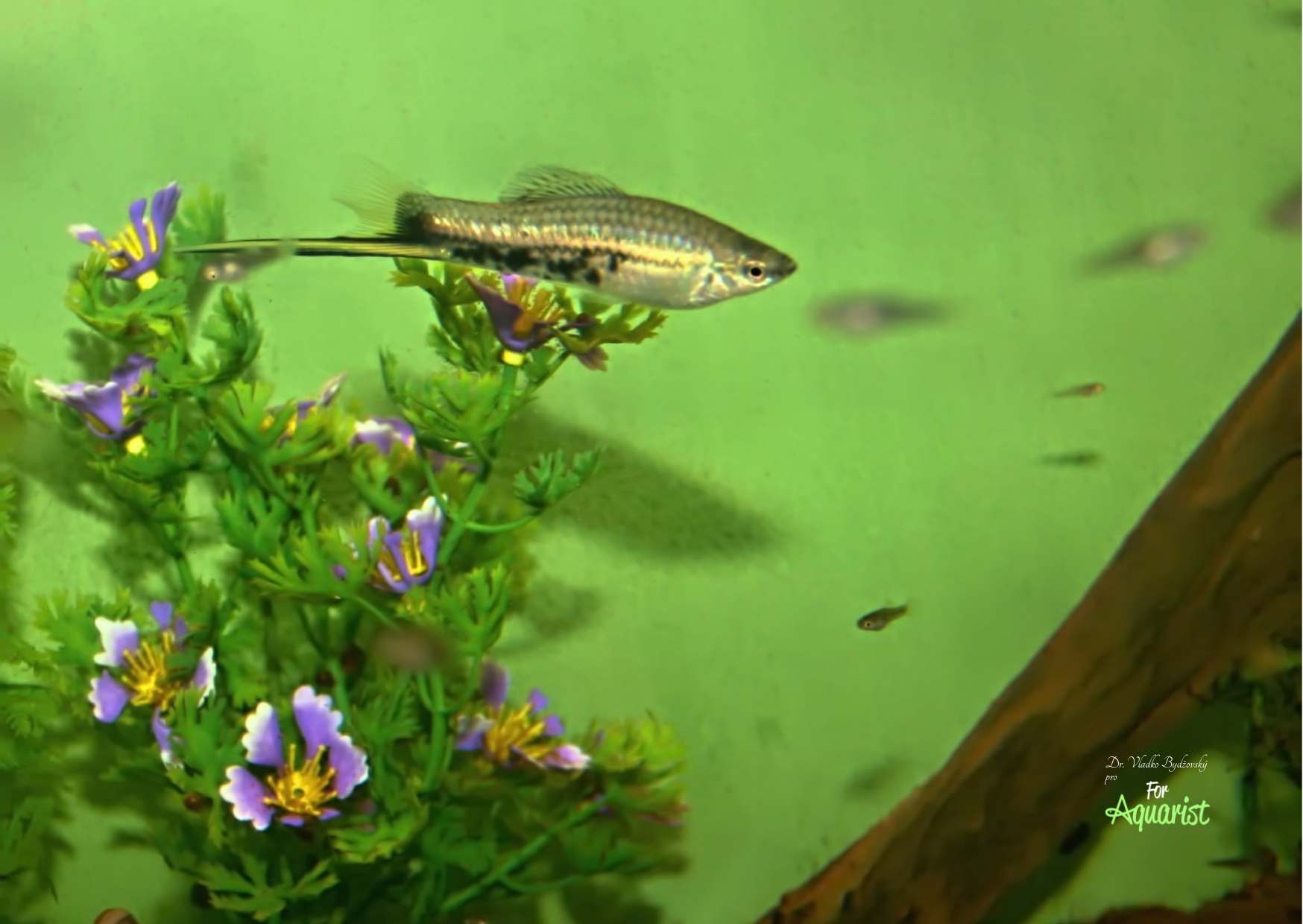 With good feeding, Montezuma swordtails do not eat their fry. Montezuma swordtail fry mostly move in the vicinity of plants.