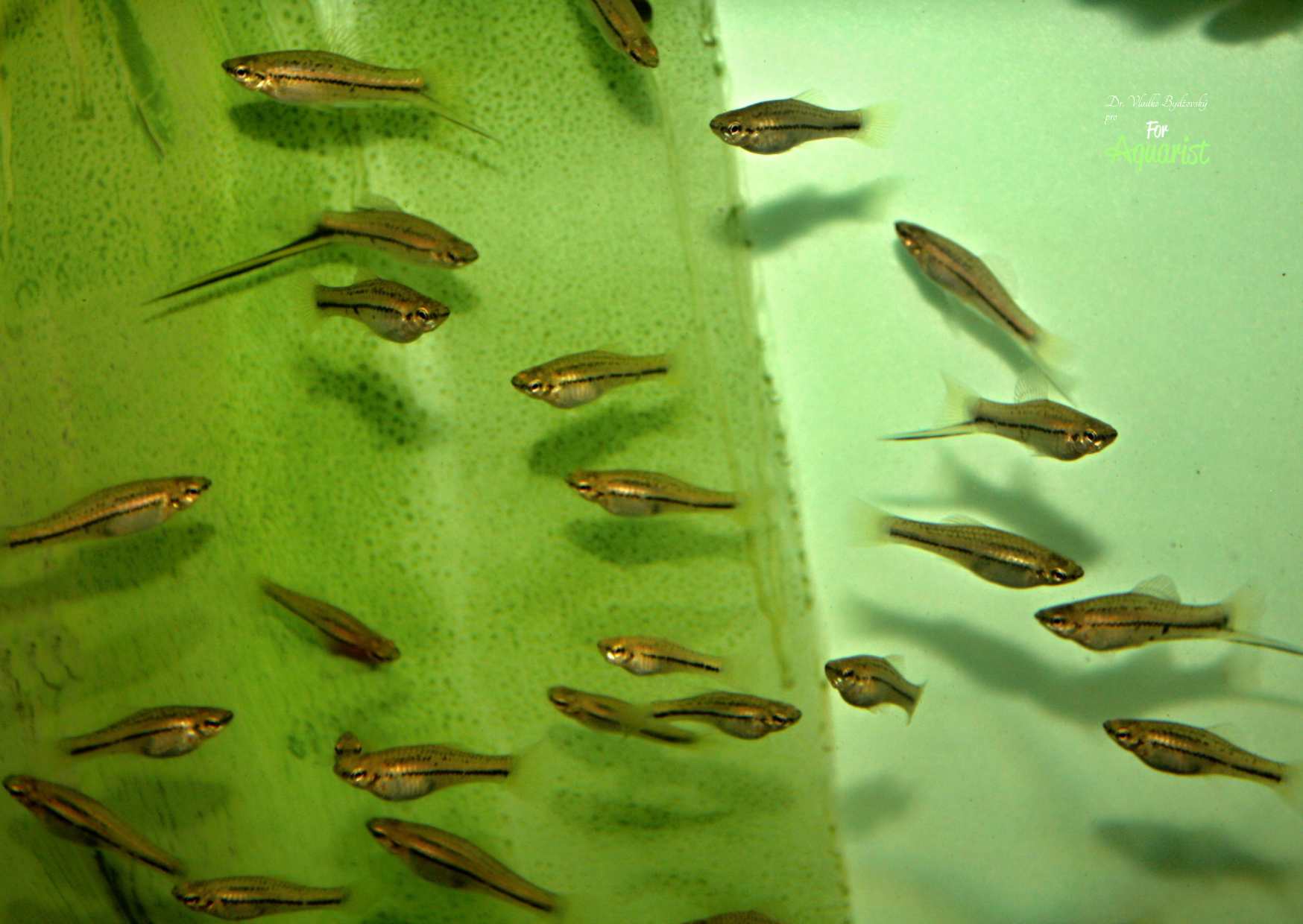 Breeding Montezuma swordtails then presents no difficulties, but we must still monitor optimal water parameters with good filtration.