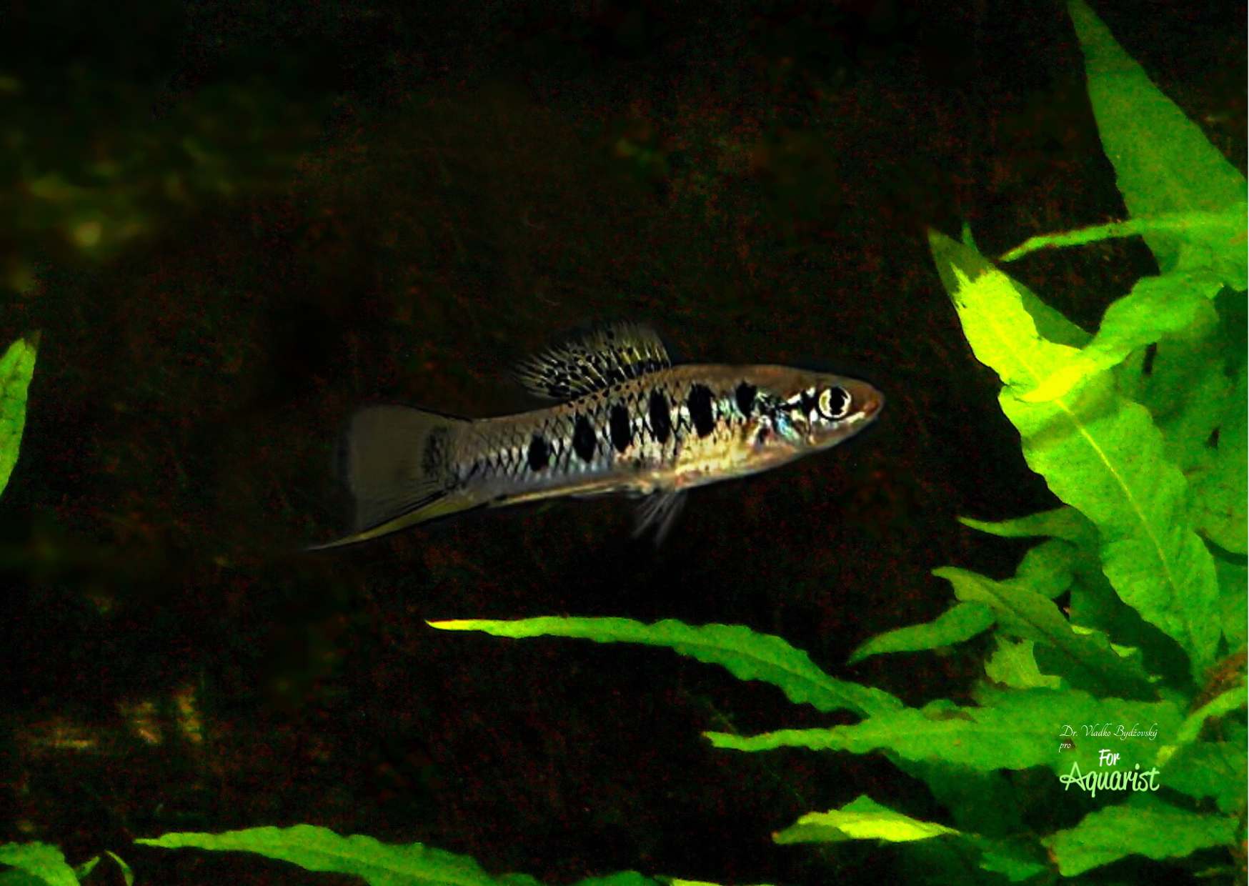 Xiphophorus malinche was named after the indigenous Indian woman La Malinche, who played an important role in the conquest of the Aztec Empire.