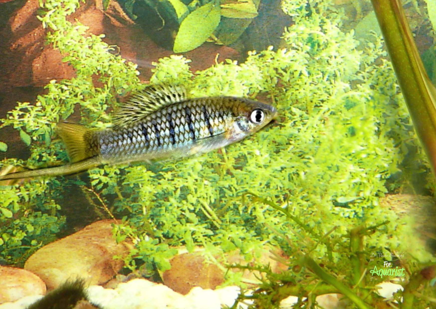 Xiphophorus nezahualcoyotl is named after a municipality in Mexico. It is similar to other swordtails, also possible in a species tank with plenty of plants, starter food such as live or decapsulated brine shrimp nauplii, and fine artificial food.